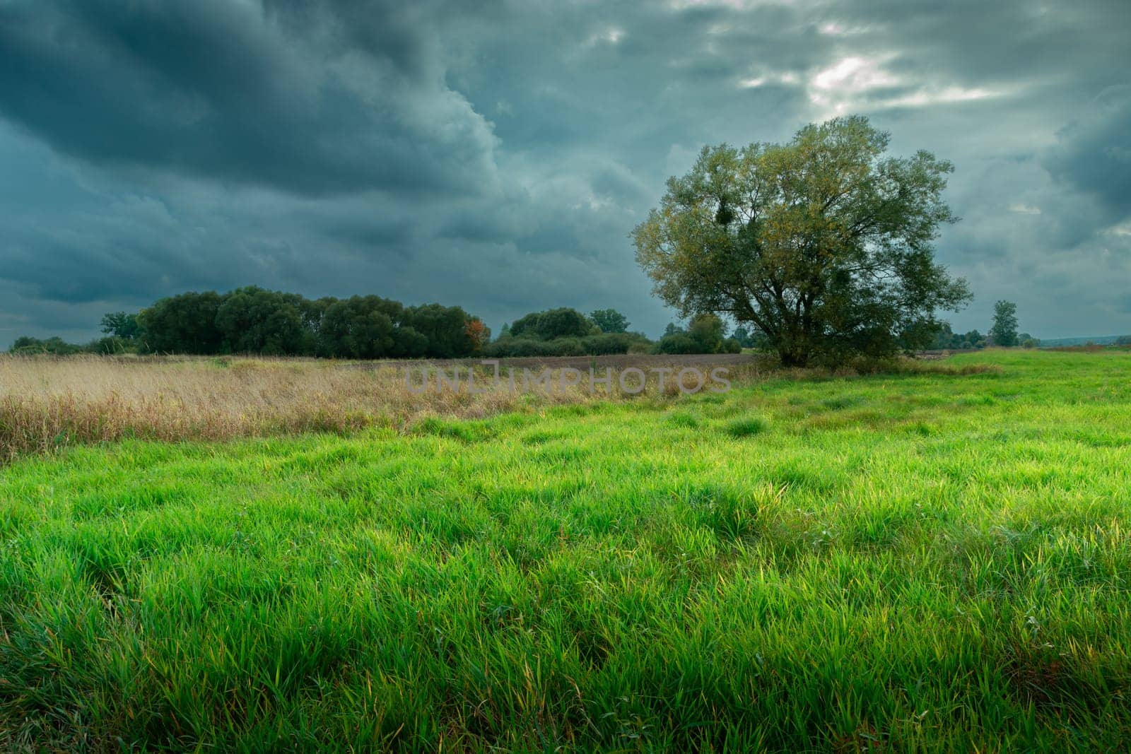Single Tree And A Green Meadow On An Overcast Day