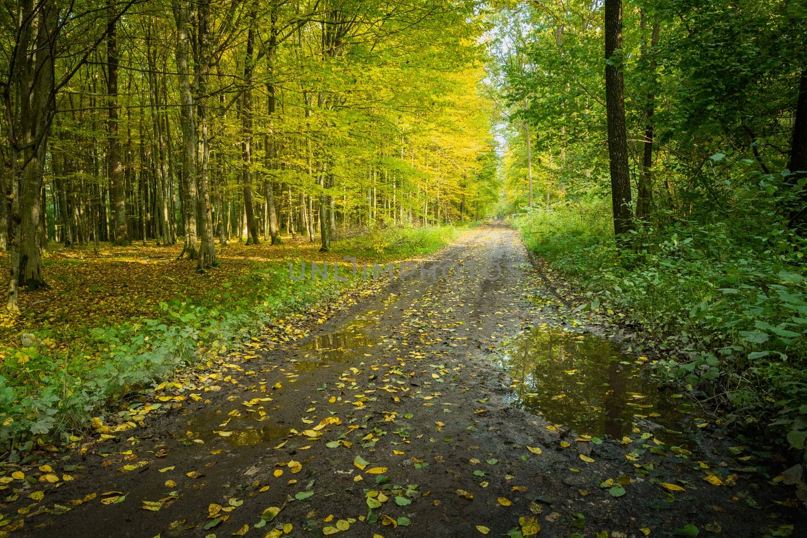 Alley in the woods on a wet autumn day, Nowiny, Poland