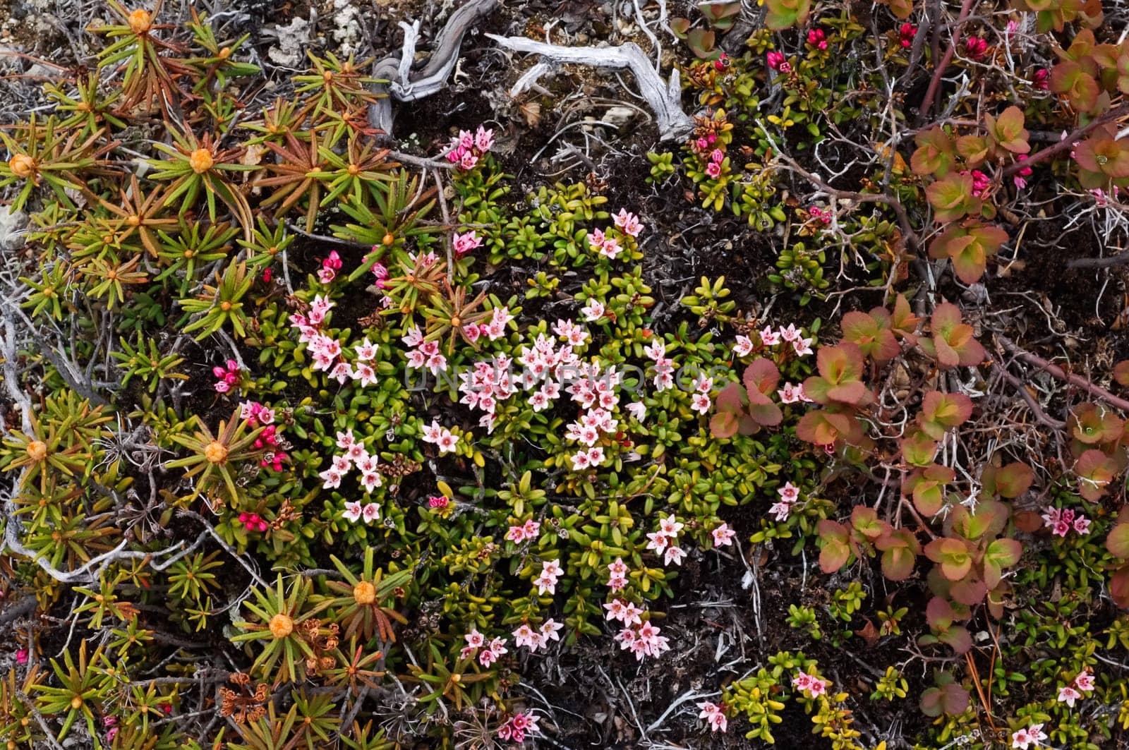 Flowers of Kamchatka plants. Plants on volcanic soil