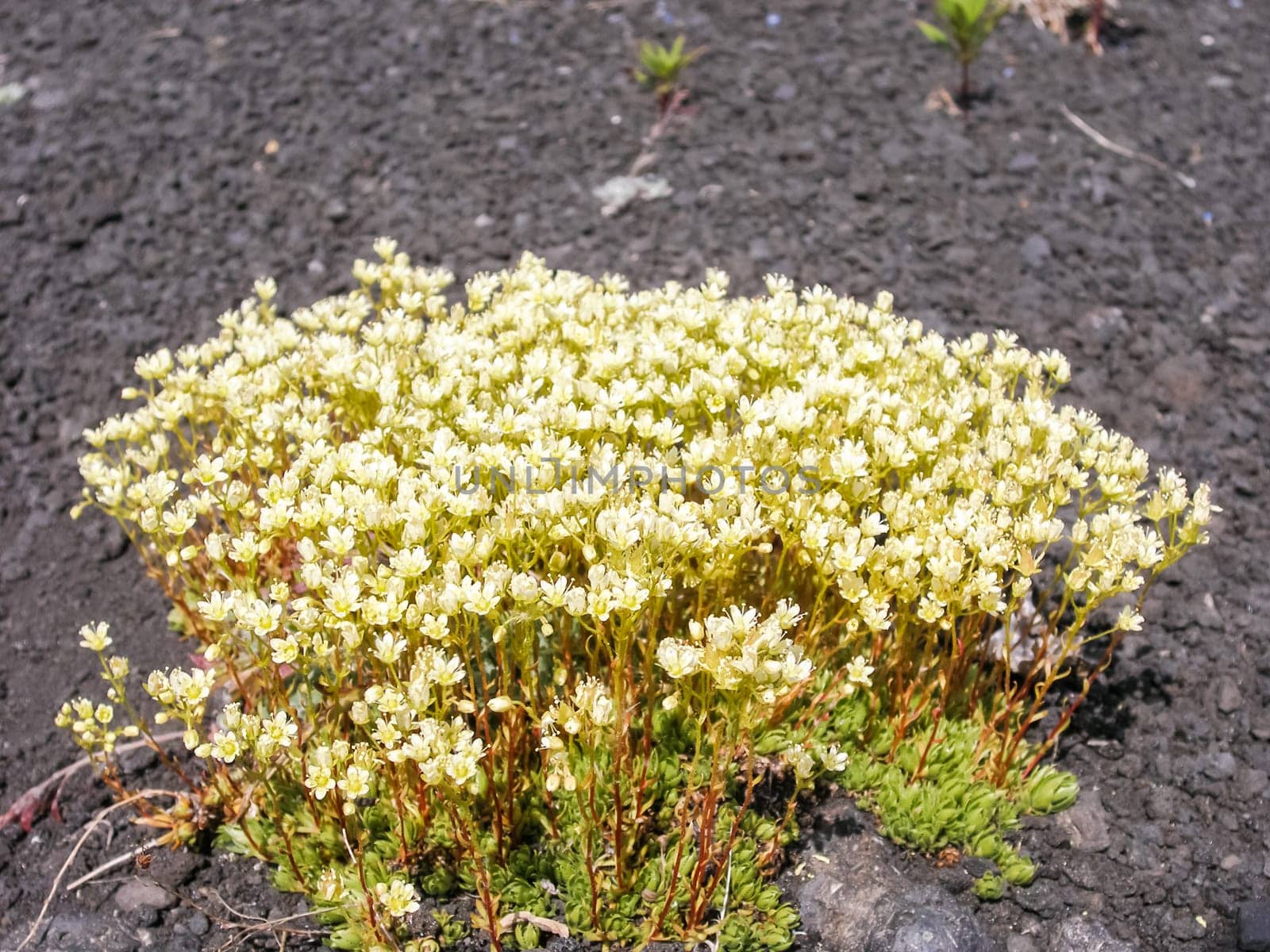 Flowering plants of Kamchatka. Plants on volcanic soil