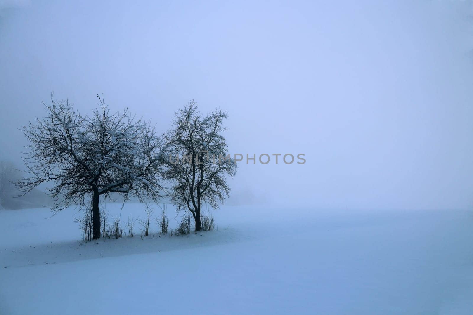 Icy dense fog in winter with trees in the snow