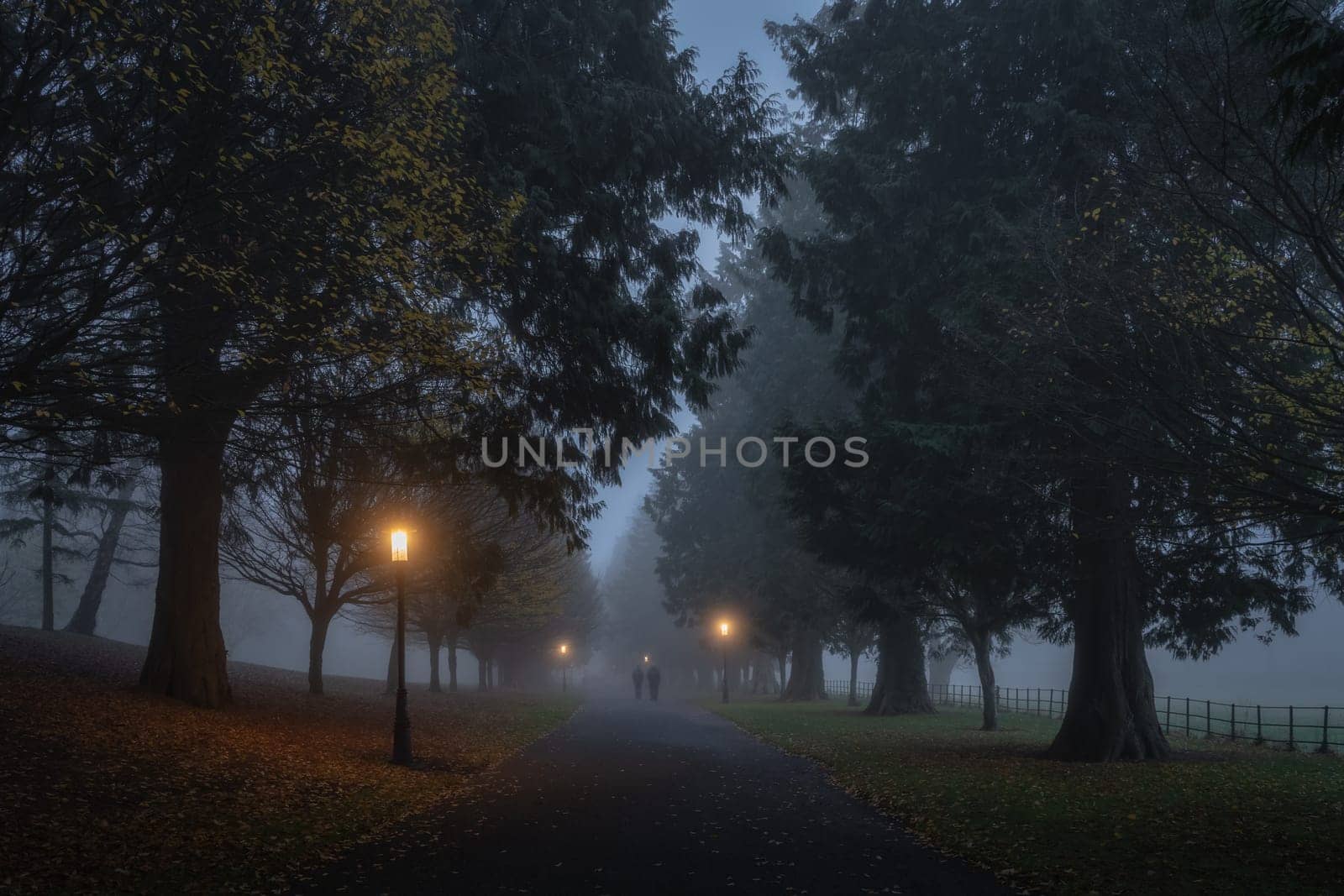 Silhouette of blurred people that walks in thick fog, on road surrounded by trees and illuminated by street lamps in Phoenix Park, Dublin, Ireland