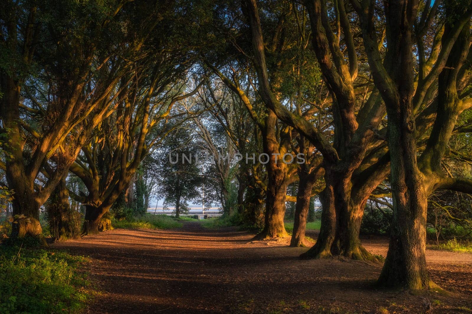 Footpath surrounded by majestic oak trees illuminated by sunlight at sunset in st Annes Park, Dublin, Ireland