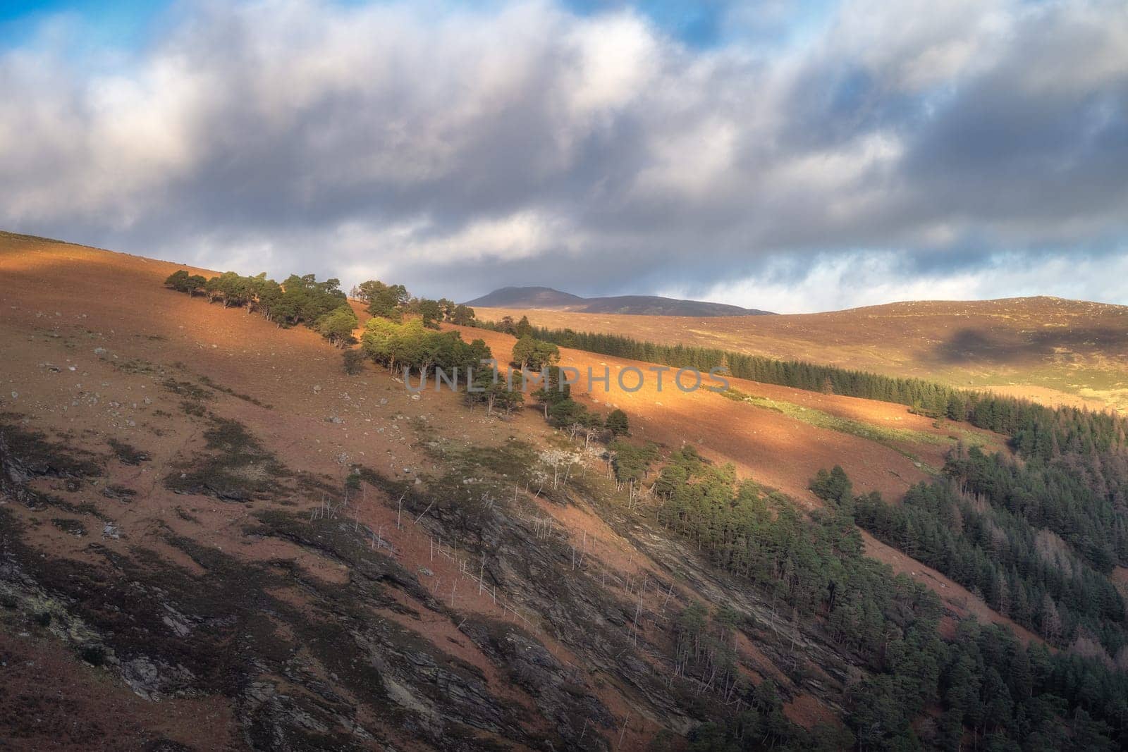 Forest and fallen tree trunks on sun illuminated mountain hill. Hiking in beautiful autumn Wicklow Mountains, Ireland