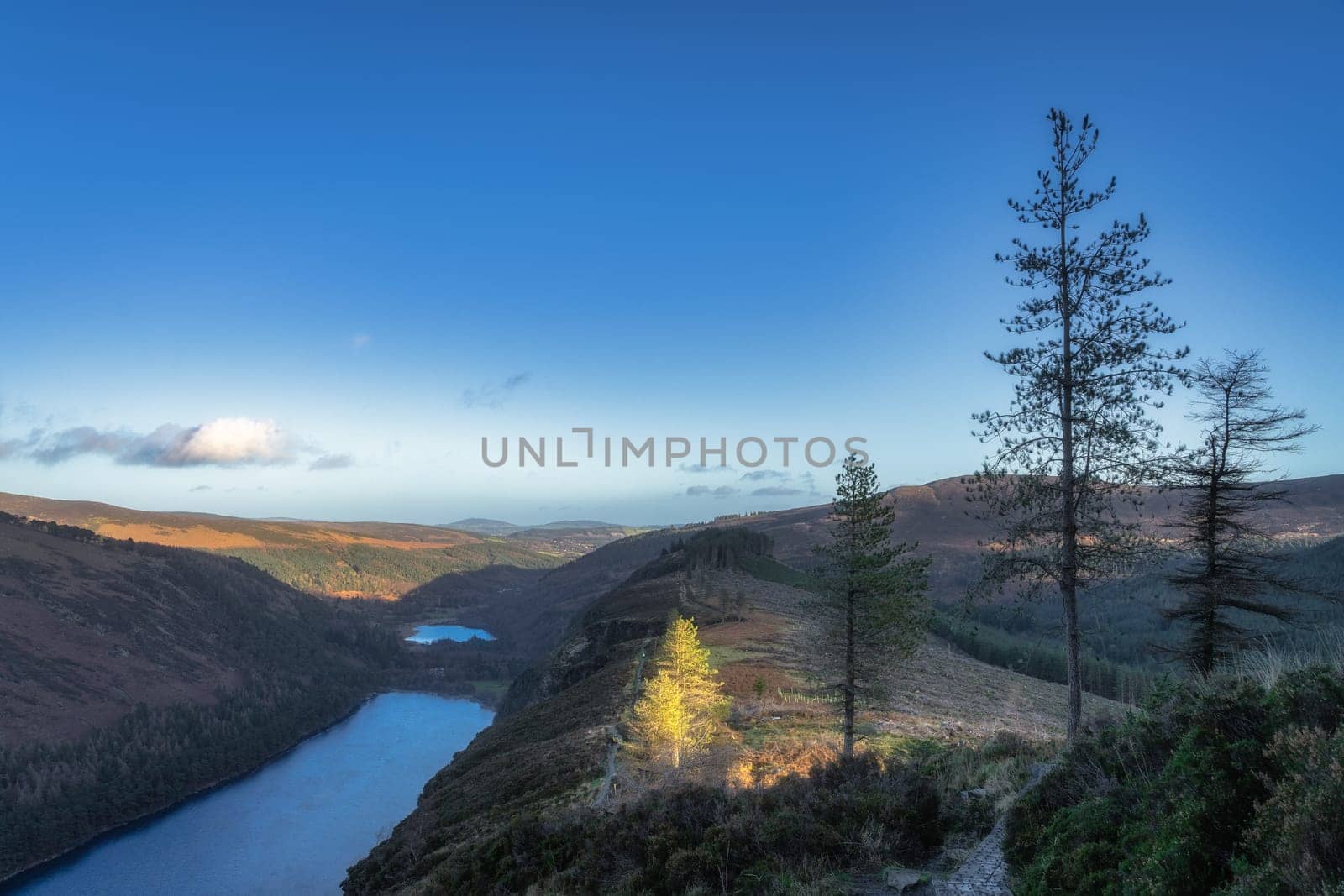 Pine trees illuminated by sun and wooden boardwalk on the top of a mountain with a view on Glendalough lakes. Wicklow Mountains, Ireland