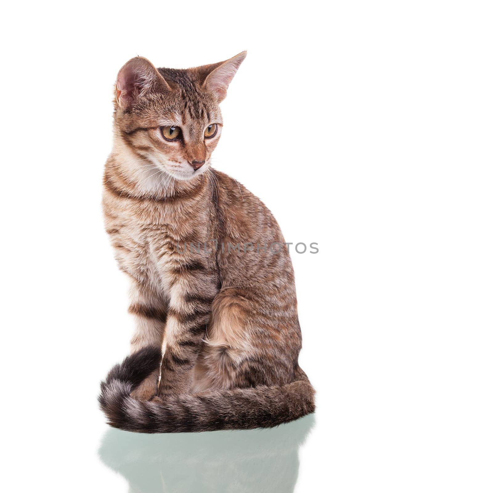 Photo of a brown striped kitten isolated on white background. Studio shot.