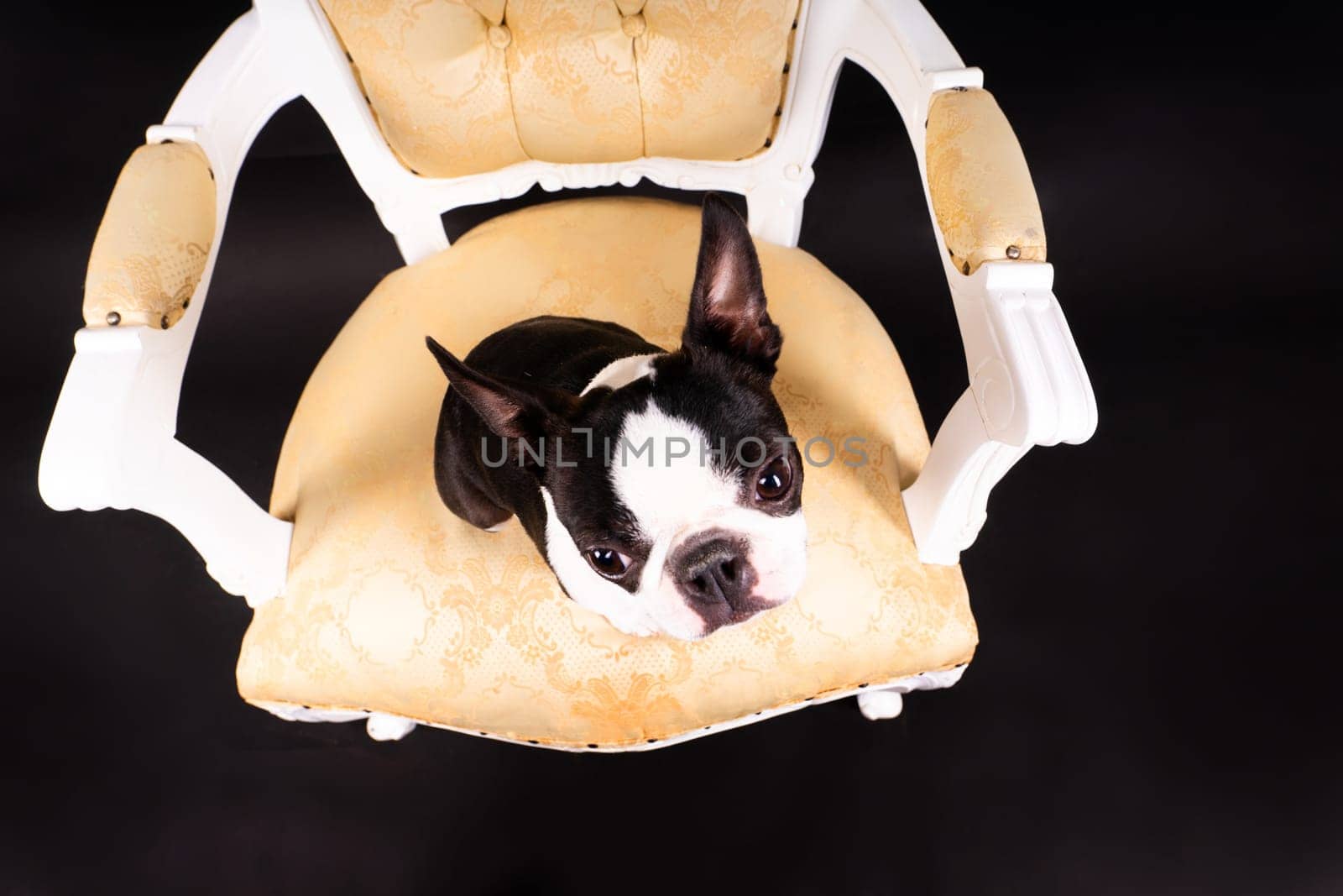 Boston Terrier puppy sitting on retro arm chair in a studio