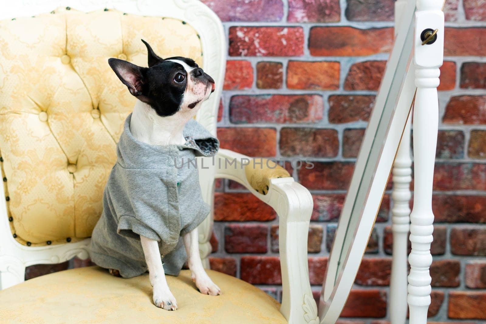 Boston Terrier puppy sitting on retro arm chair in a studio