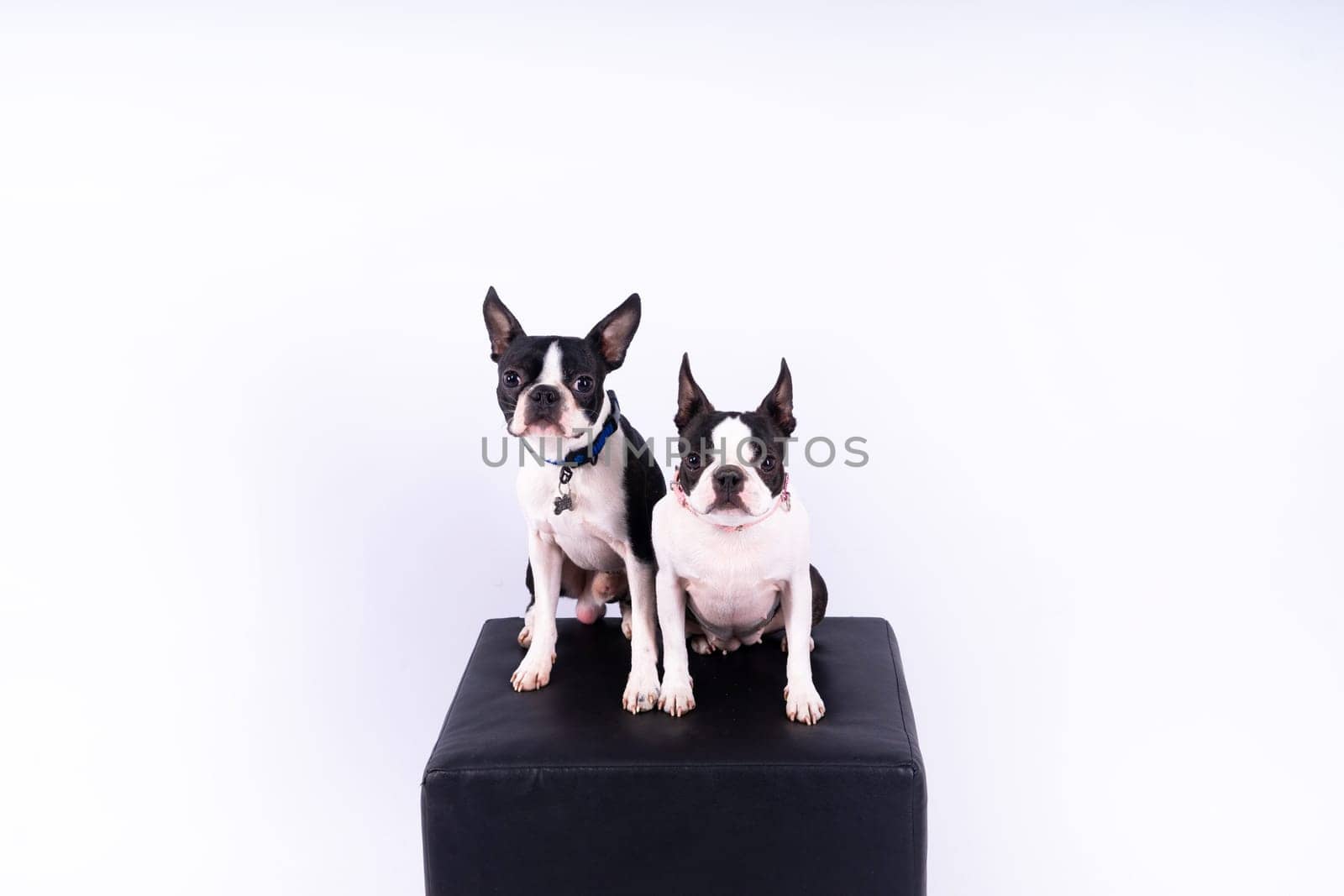 Two boston terrier dog posing in a studio, white and dark background