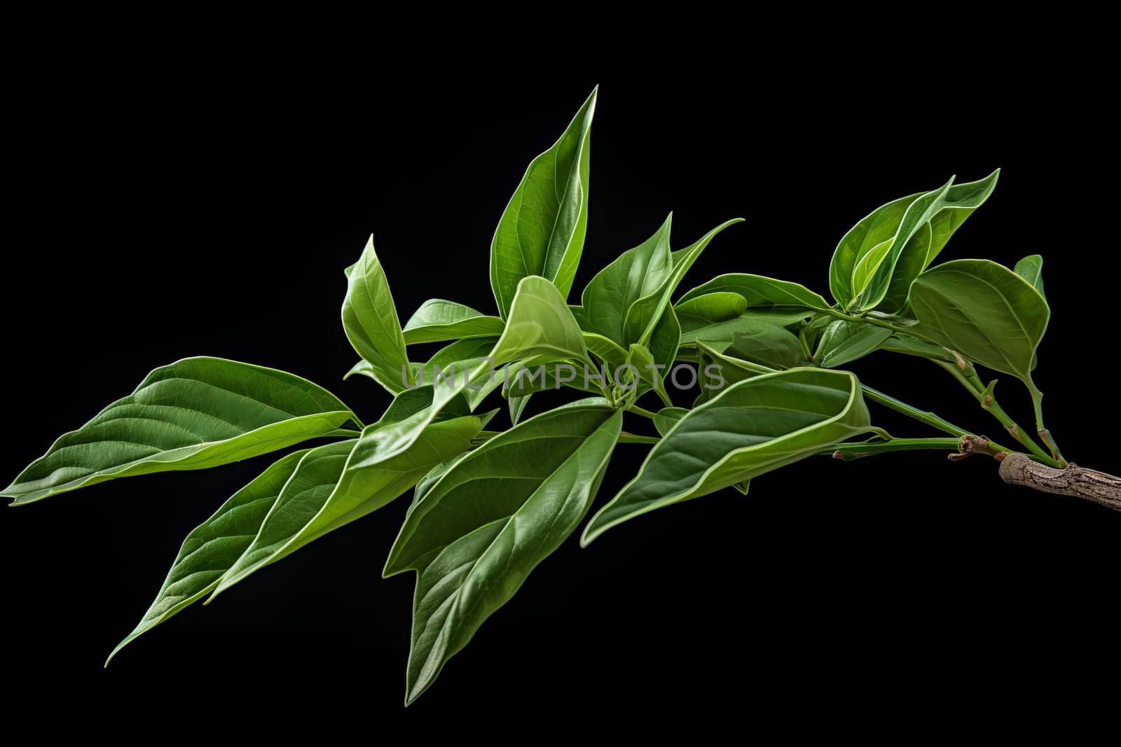 Invigorating Mate leaf health natural plant. Generate Ai