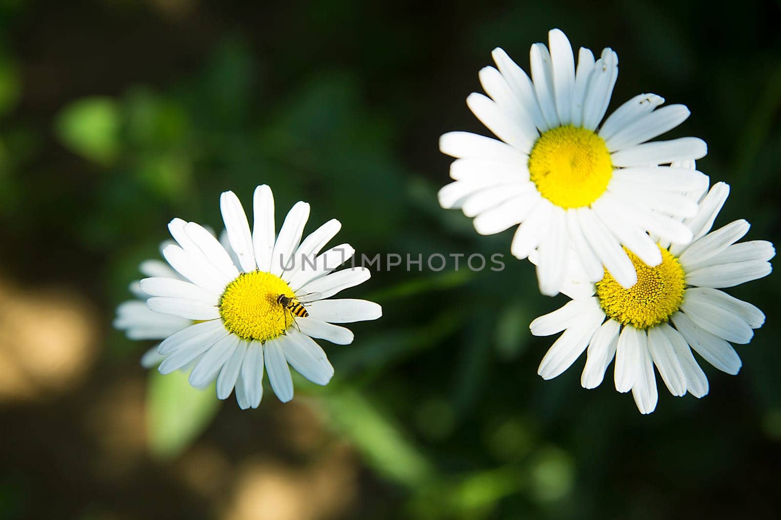 A garden daisy with a striped fly on a petal bloomed in the garden close-up view from above