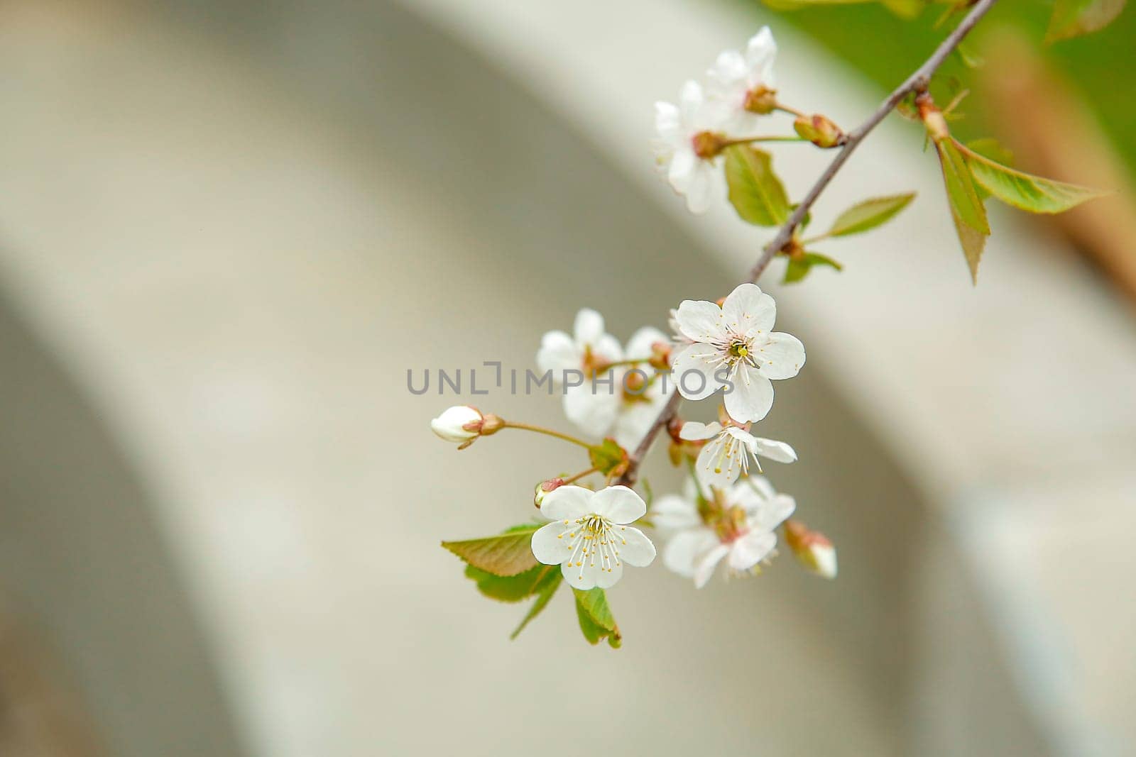 White cherry blossoms bloomed in the garden in early May close-up
