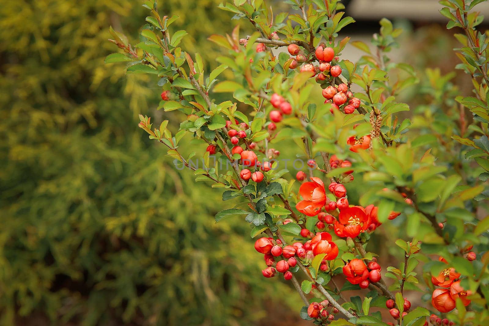 In the spring, the red flowers of quince blossomed on the branch.Texture or background.