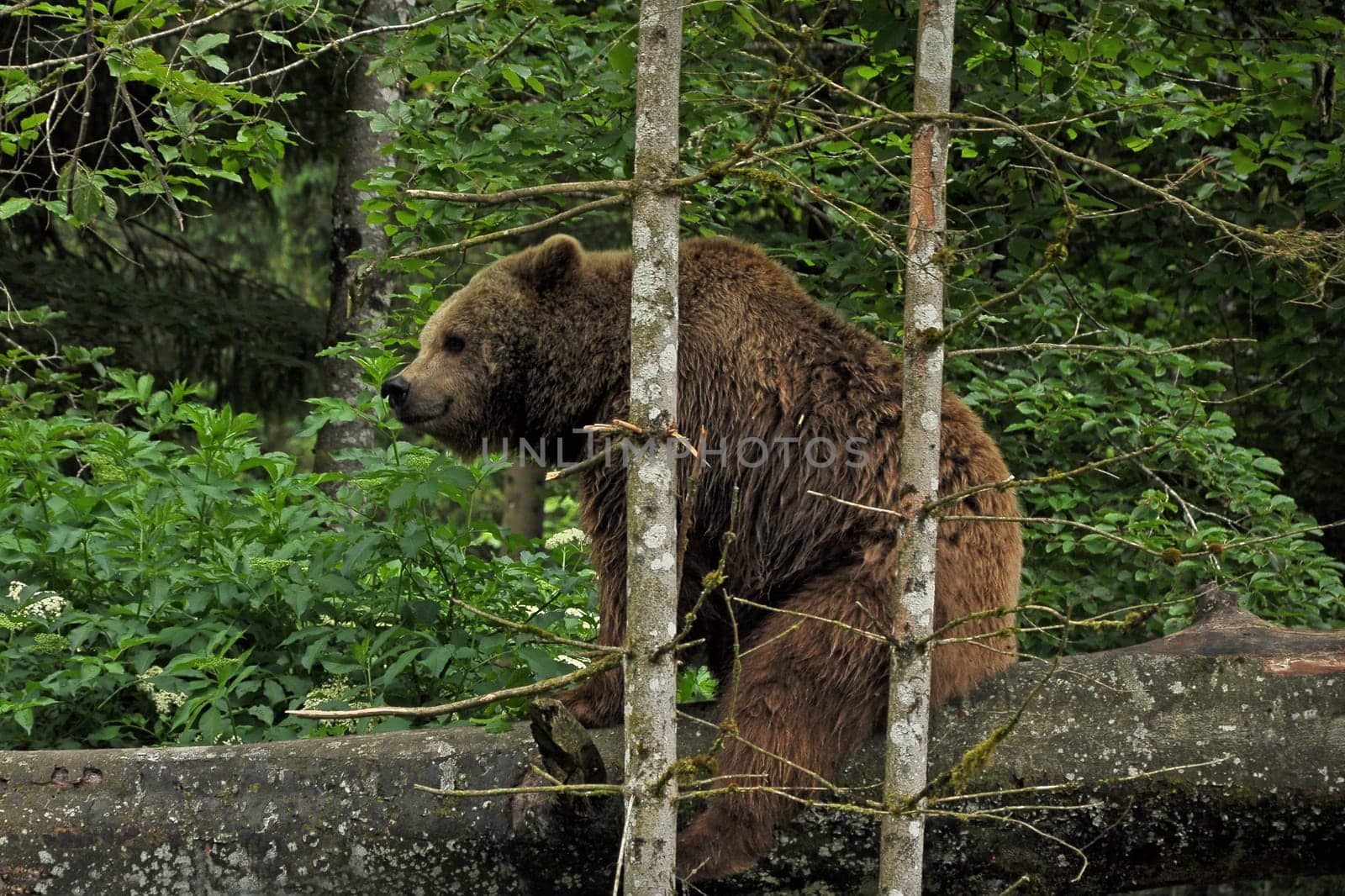 Brown bear in Cumberland Wildlife Park Grünau in Austria