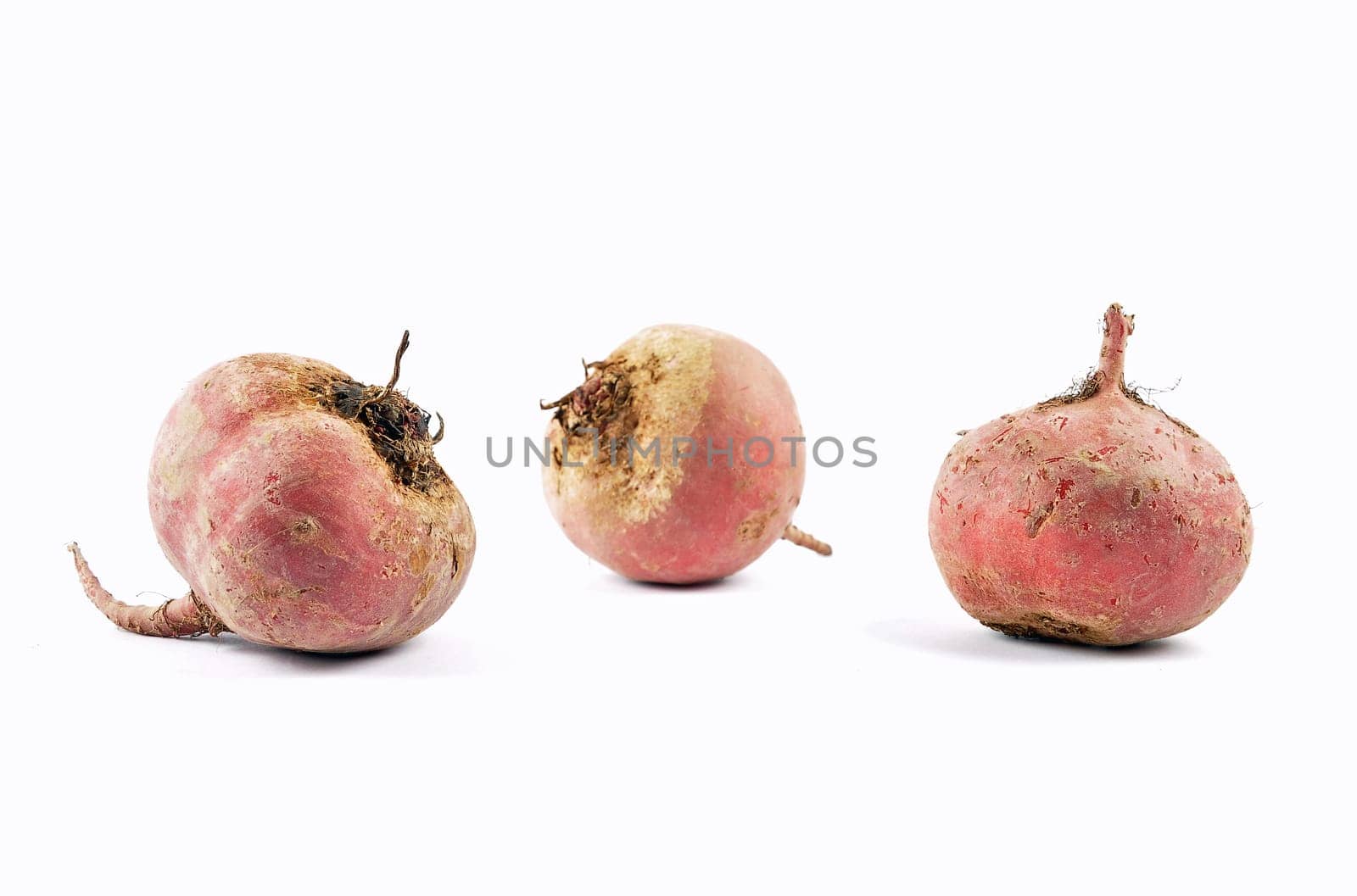 Three chioggia on white background