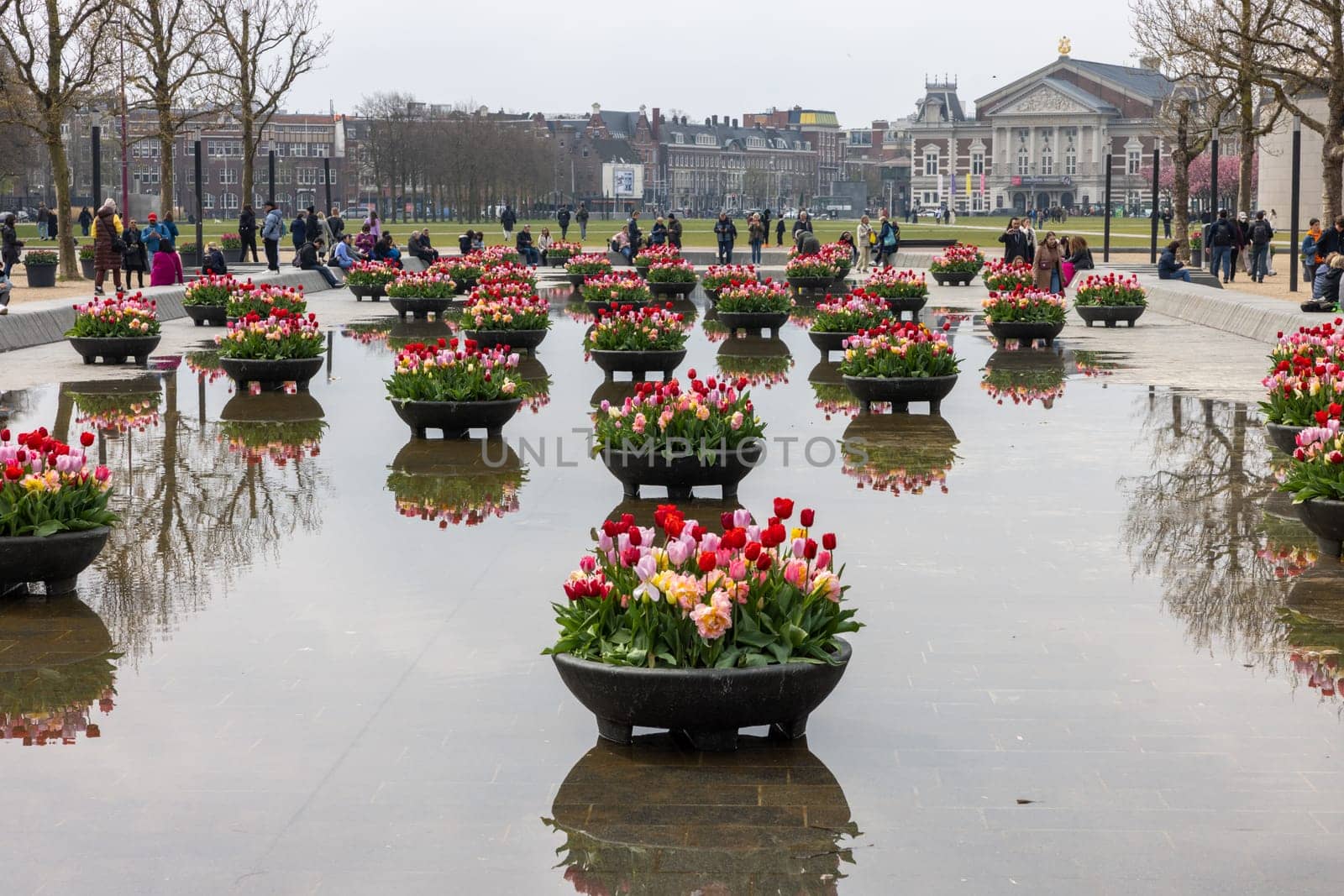 Amsterdam, Netherlands - April 21, 2023: Colorful tulips flowers in the pond in front of the Rijksmuseum in Amsterdam. Netherlands