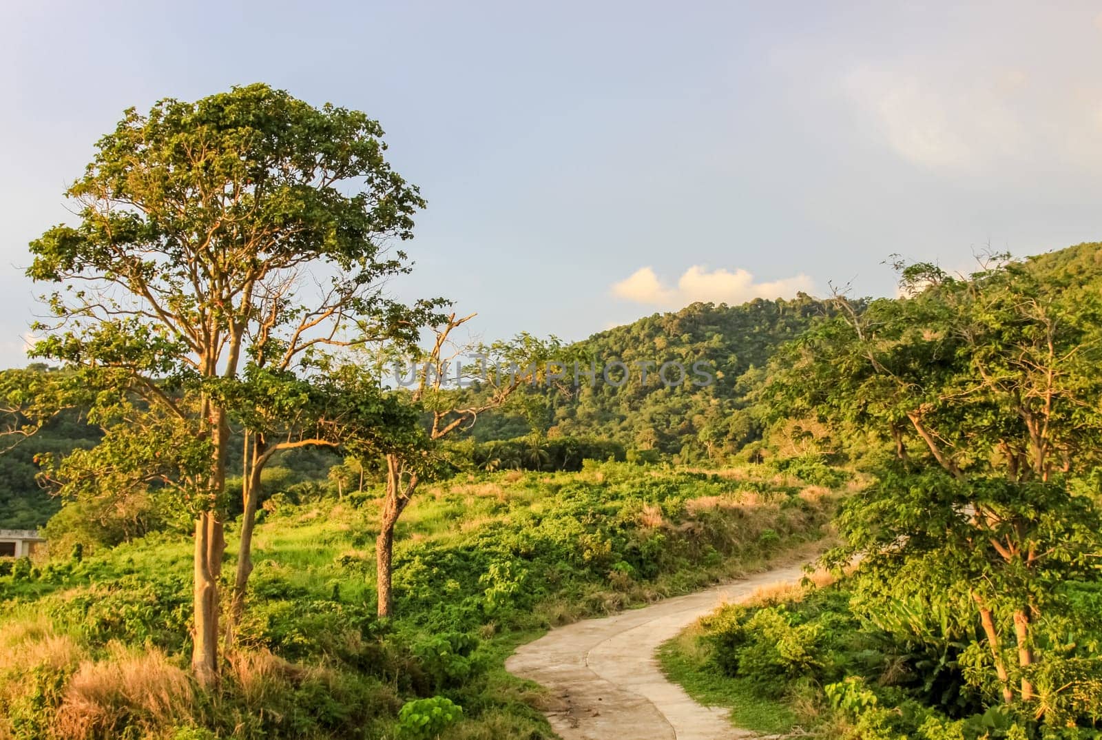 Forests on the hills of the island of Phuket in Thailand. The nature of Thailand.