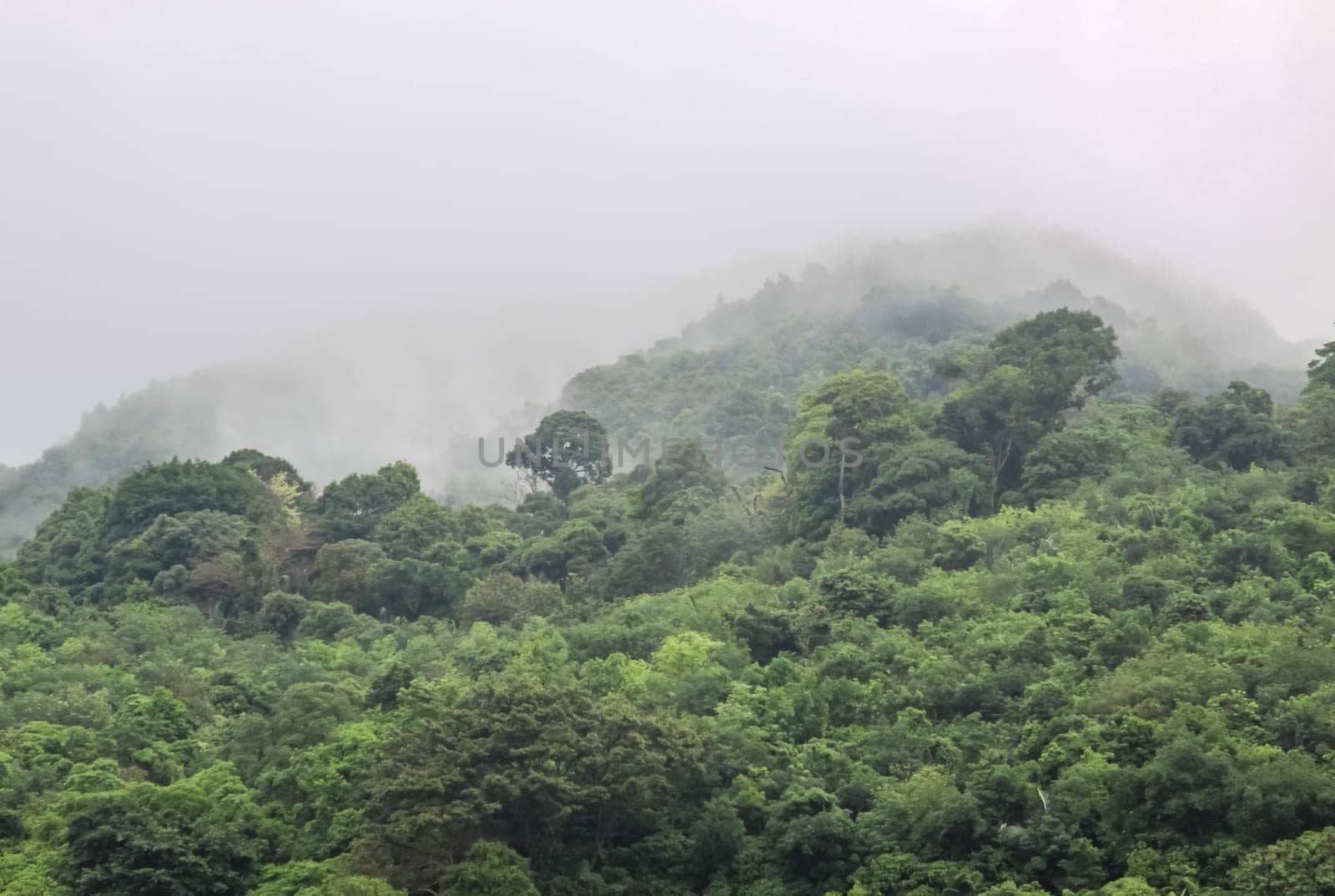 Forests on the hills of the island of Phuket in Thailand. The nature of Thailand.
