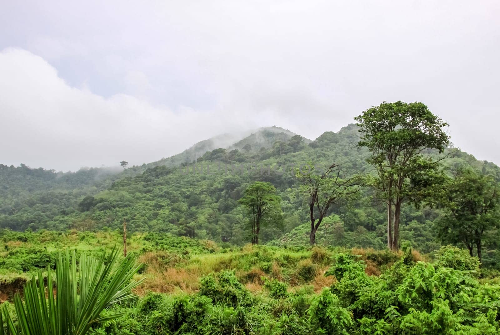 Forests on the hills of the island of Phuket in Thailand. The nature of Thailand.