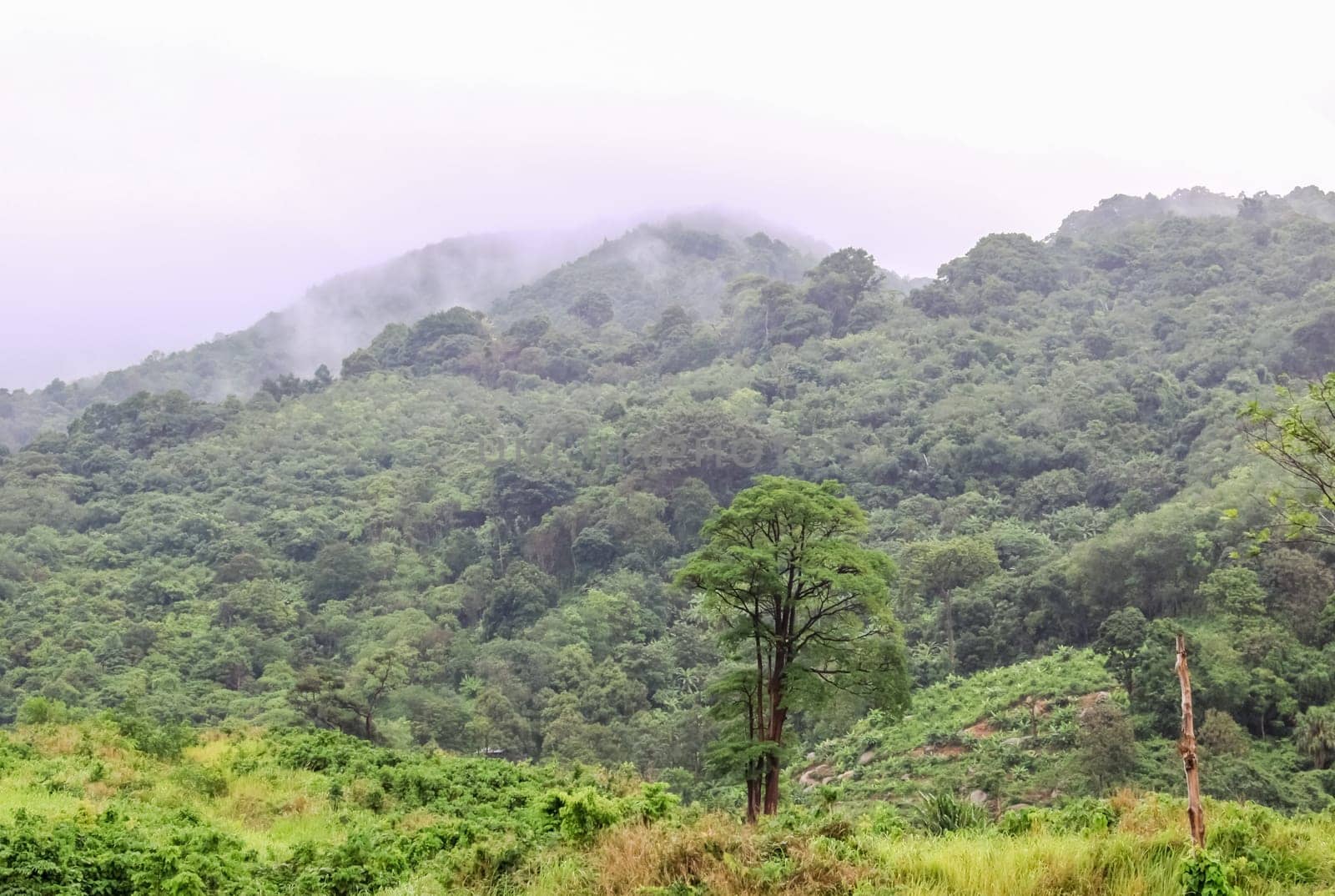 Forests on the hills of the island of Phuket in Thailand. The nature of Thailand.