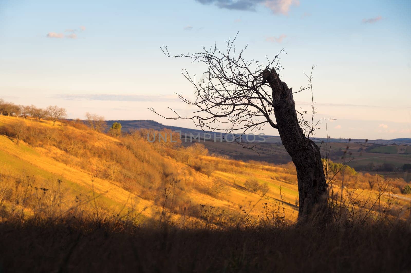 Broken tree trunk.Big Old break broken tree at autumn cloudy sky.Dramatic Landscape background