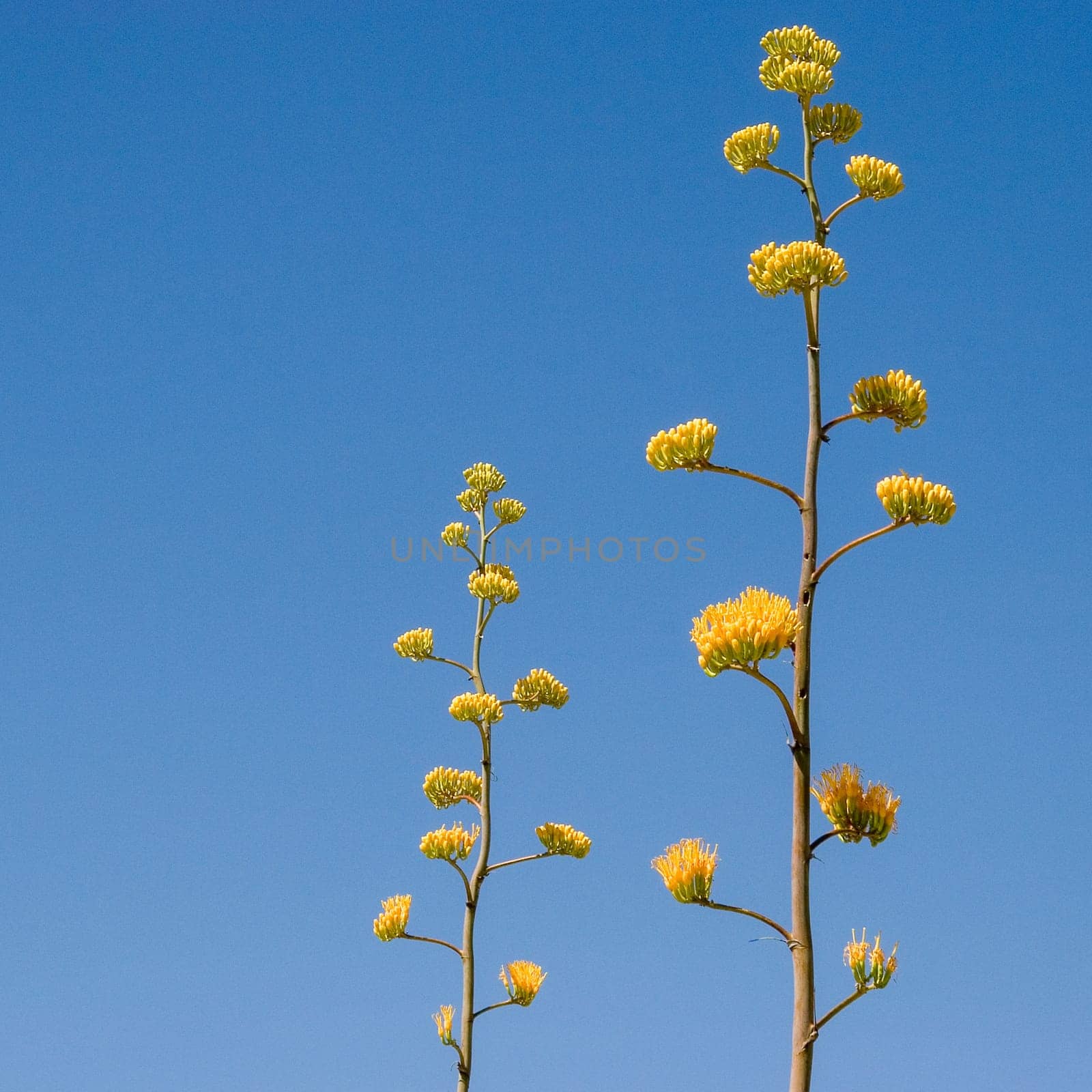 scenic romantic desert view in New Mexico to succulent cactus tree with bud