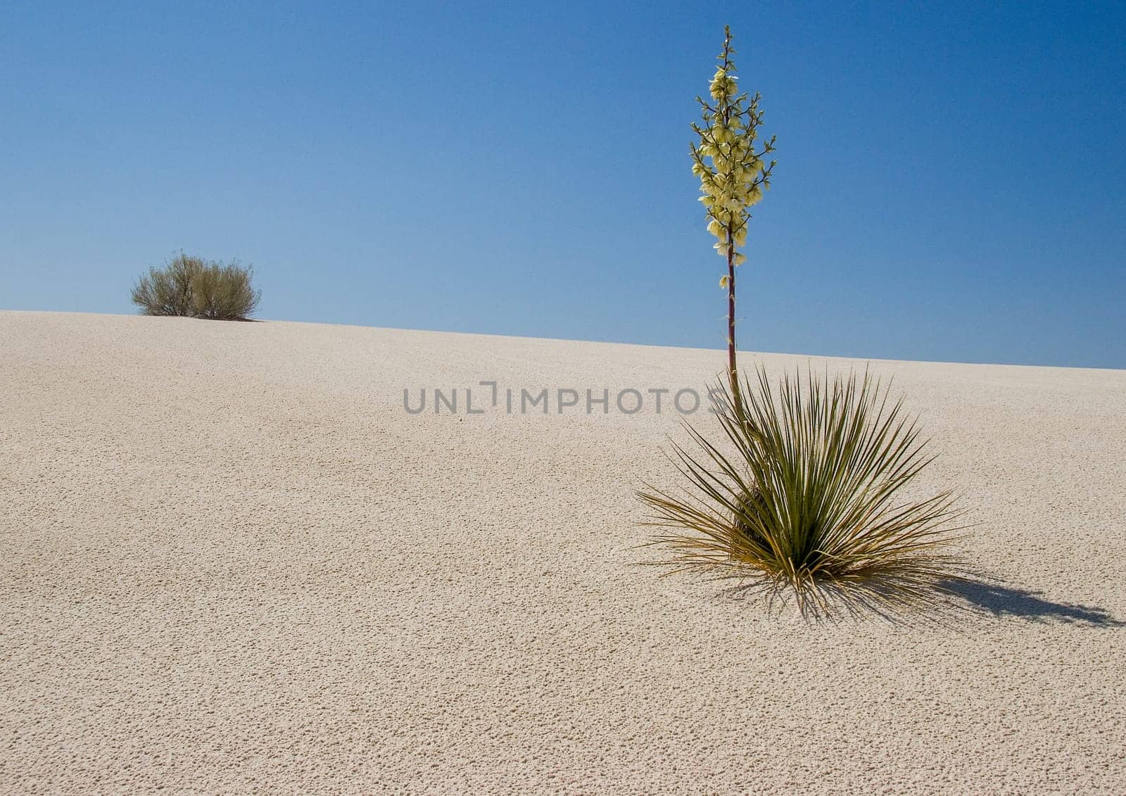 scenic desert with blooming cactus flower with bush at dune, New Mexico, USA