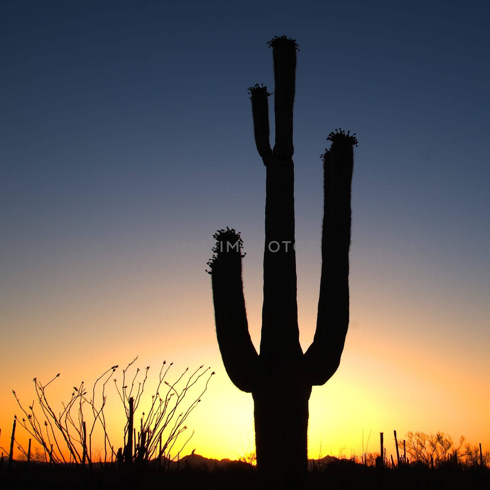 scenic romantic desert view in New Mexico to succulent cactus tree with bud and romantic sunset