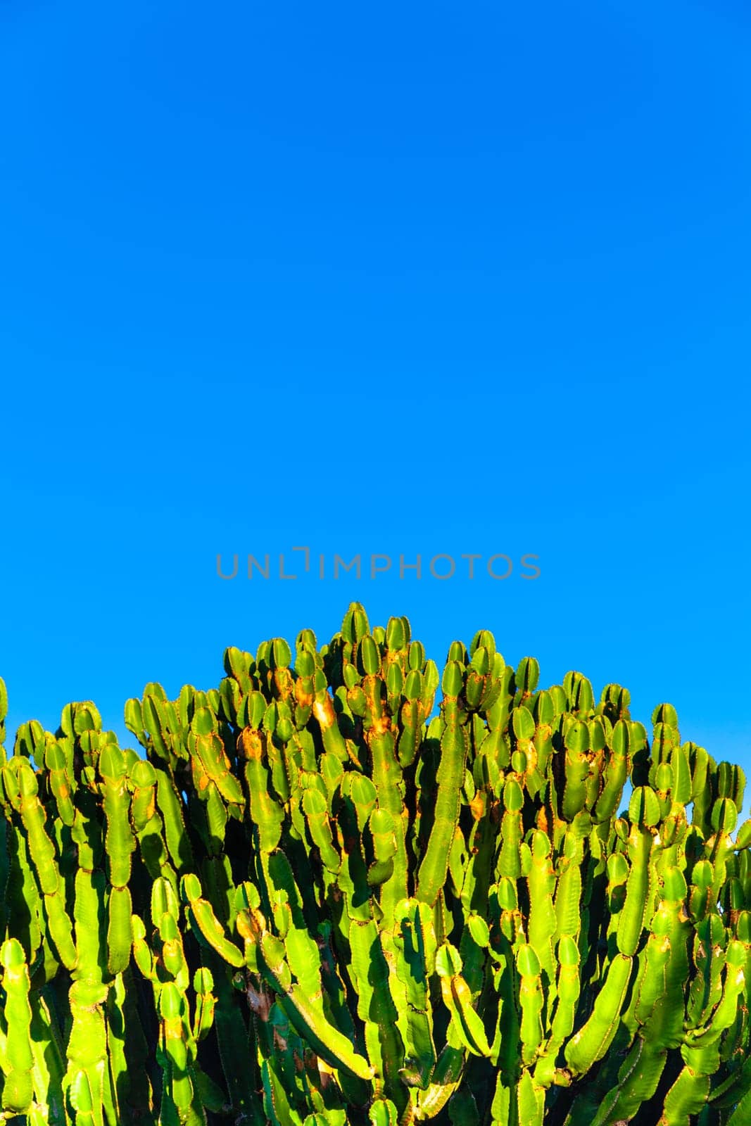green cactus with blue sky
