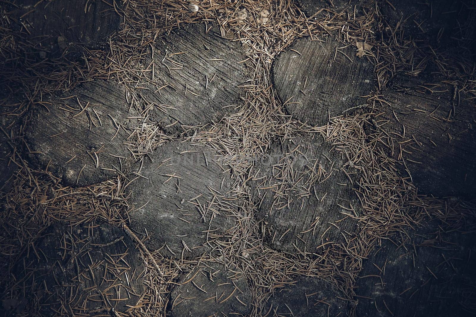 The forest path is lined with round oak trunk clippings of dark natural color.View from above.Texture or background