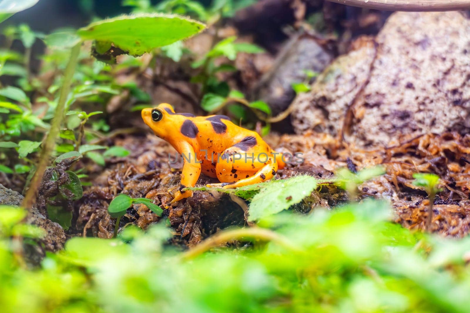 the pamanian golden frog, atelopus zeteki, living in Panama is critically endangered due to the chytrid fungus and illegal pet trade, Panama