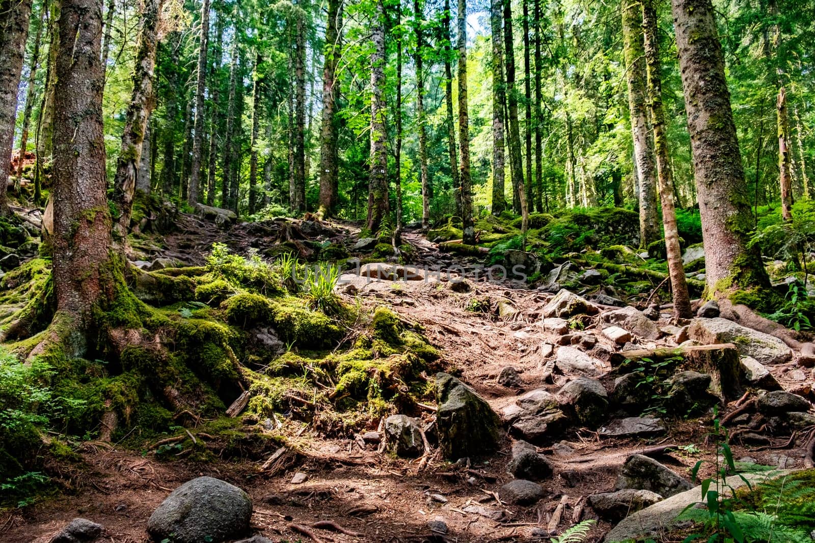 scenic forest in the Vosges region in France on the way to Hoheneck mountain in the old forest
