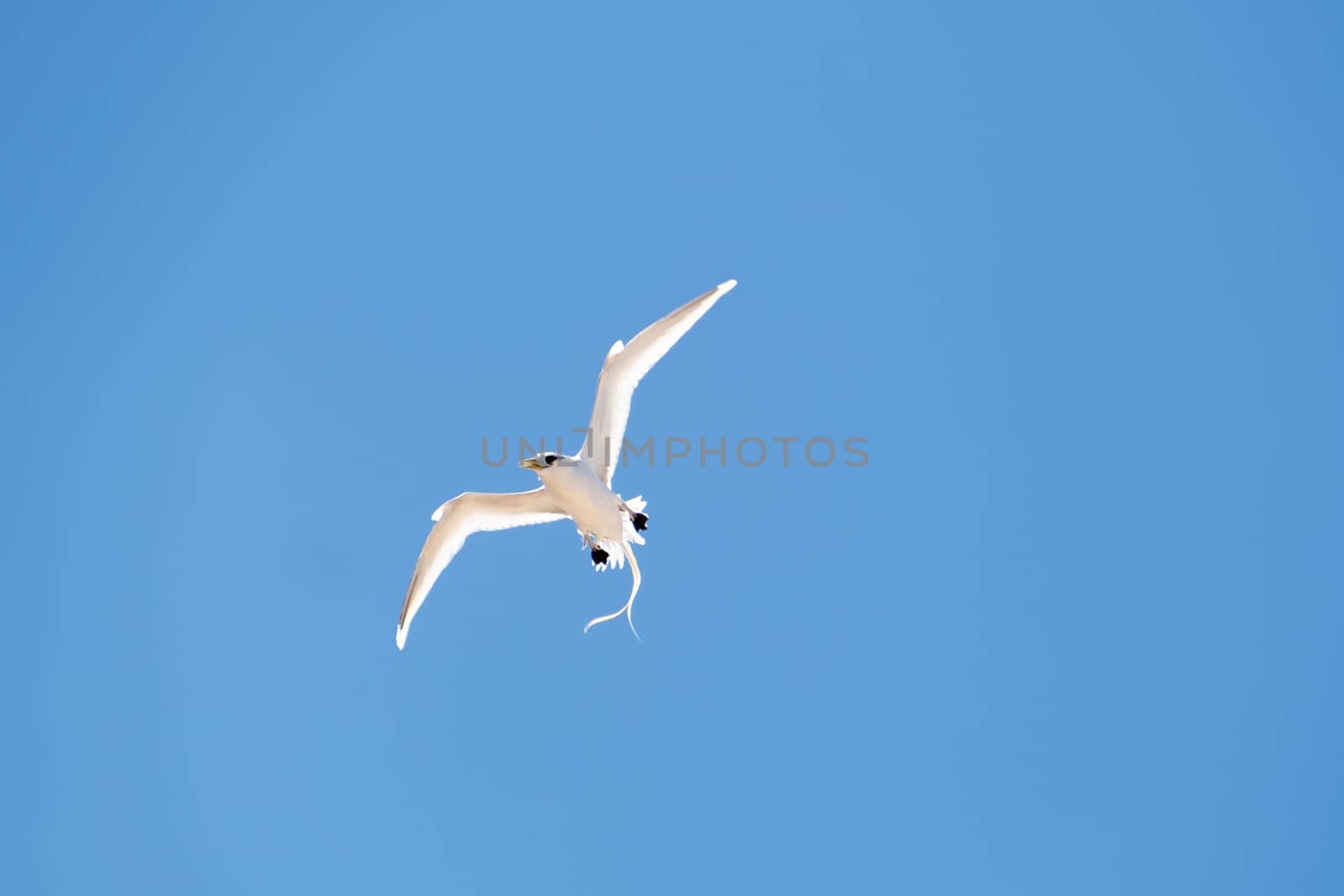 white tailed tropic bird - Phaethon lepturus dorotheae - flying in blue sky at island Fernando de Noronha in Brazil