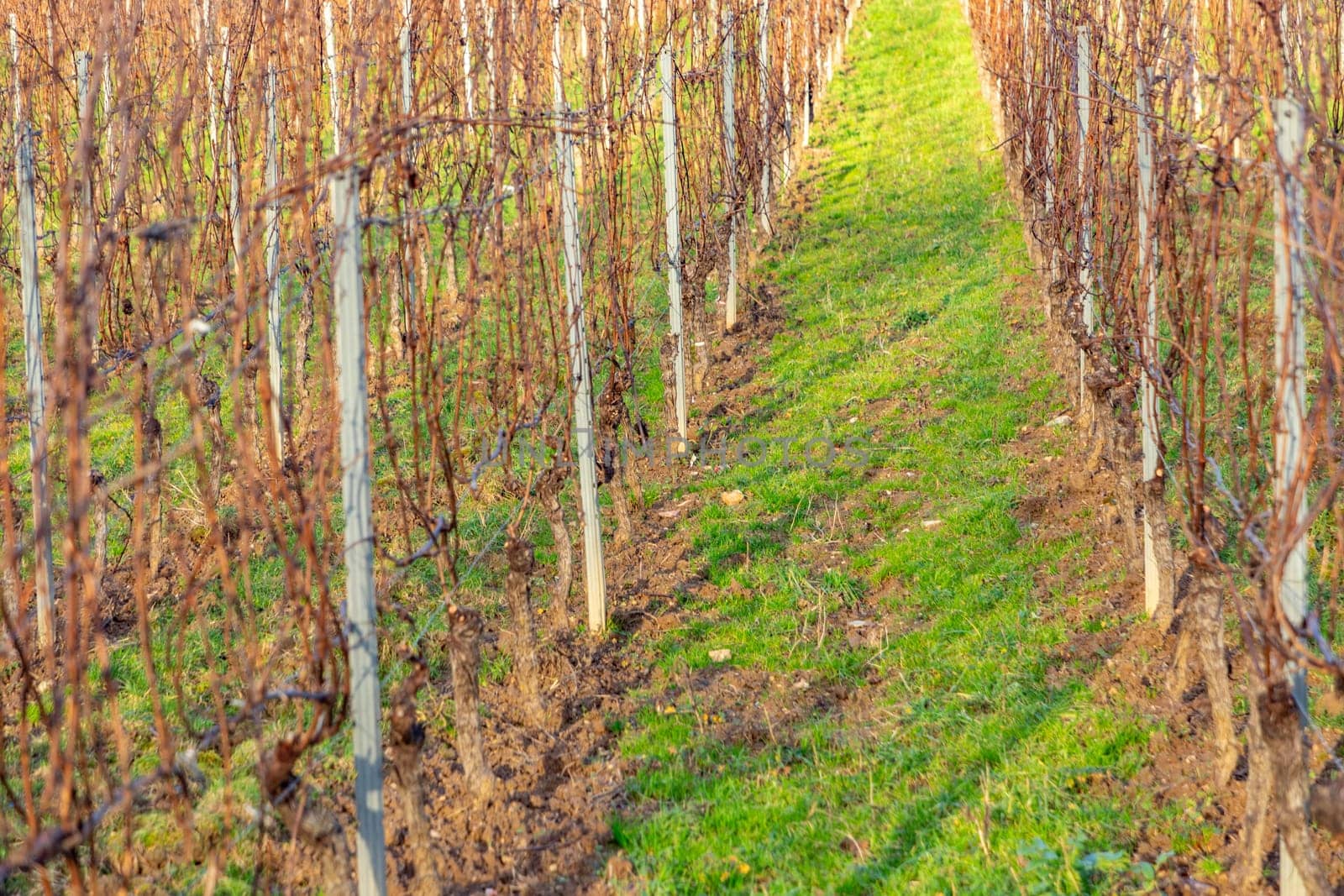 vineyard in winter time with small grapes under blue sky