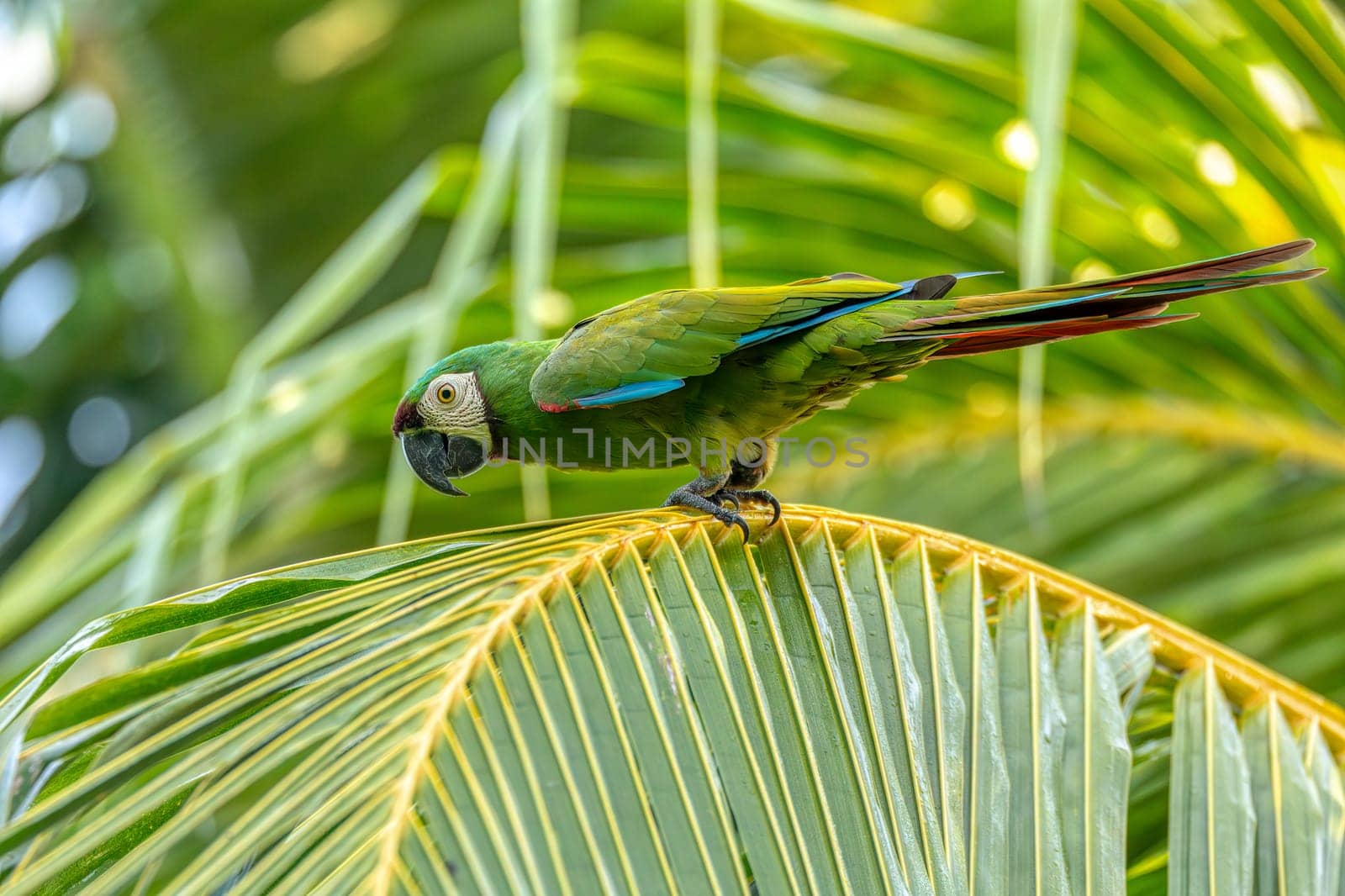 Blue-and-yellow macaw (Ara ararauna), also known as the blue-and-gold macaw, is a large Neotropical parrot. Malagana, Bolivar department. Wildlife and birdwatching in Colombia