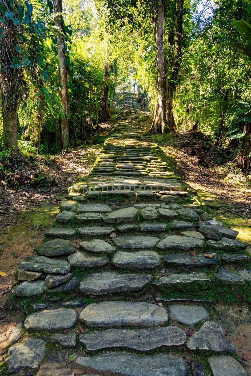 Queens main stone stairs in hidden ancient ruins of Tayrona civilization Ciudad Perdida in heart of the Colombian jungle Lost city of Teyuna. Santa Marta, Sierra Nevada mountains, Colombia wilderness