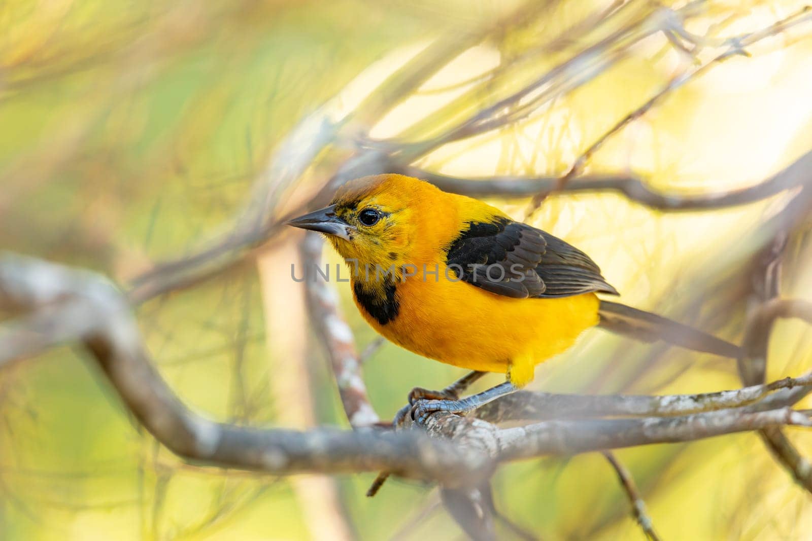Yellow oriole (Icterus nigrogularis) is a passerine bird in the family Icteridae. Minca, Sierra Nevada de Santa Marta, Magdalena department. Wildlife and birdwatching in Colombia