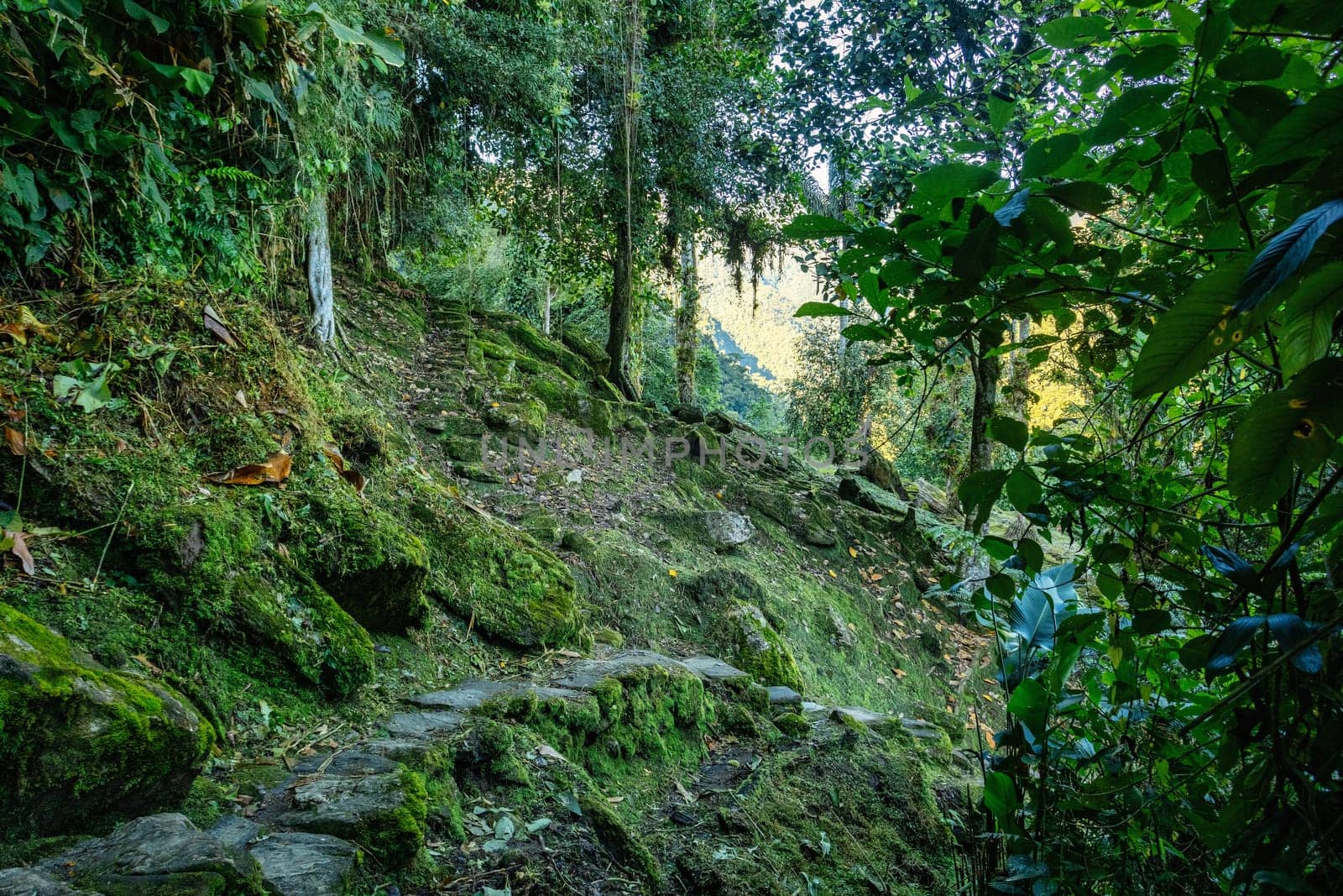 Hidden ancient ruins of Tayrona civilization Ciudad Perdida in the heart of the Colombian jungle Lost city of Teyuna. Santa Marta, Sierra Nevada mountains, Colombia wilderness