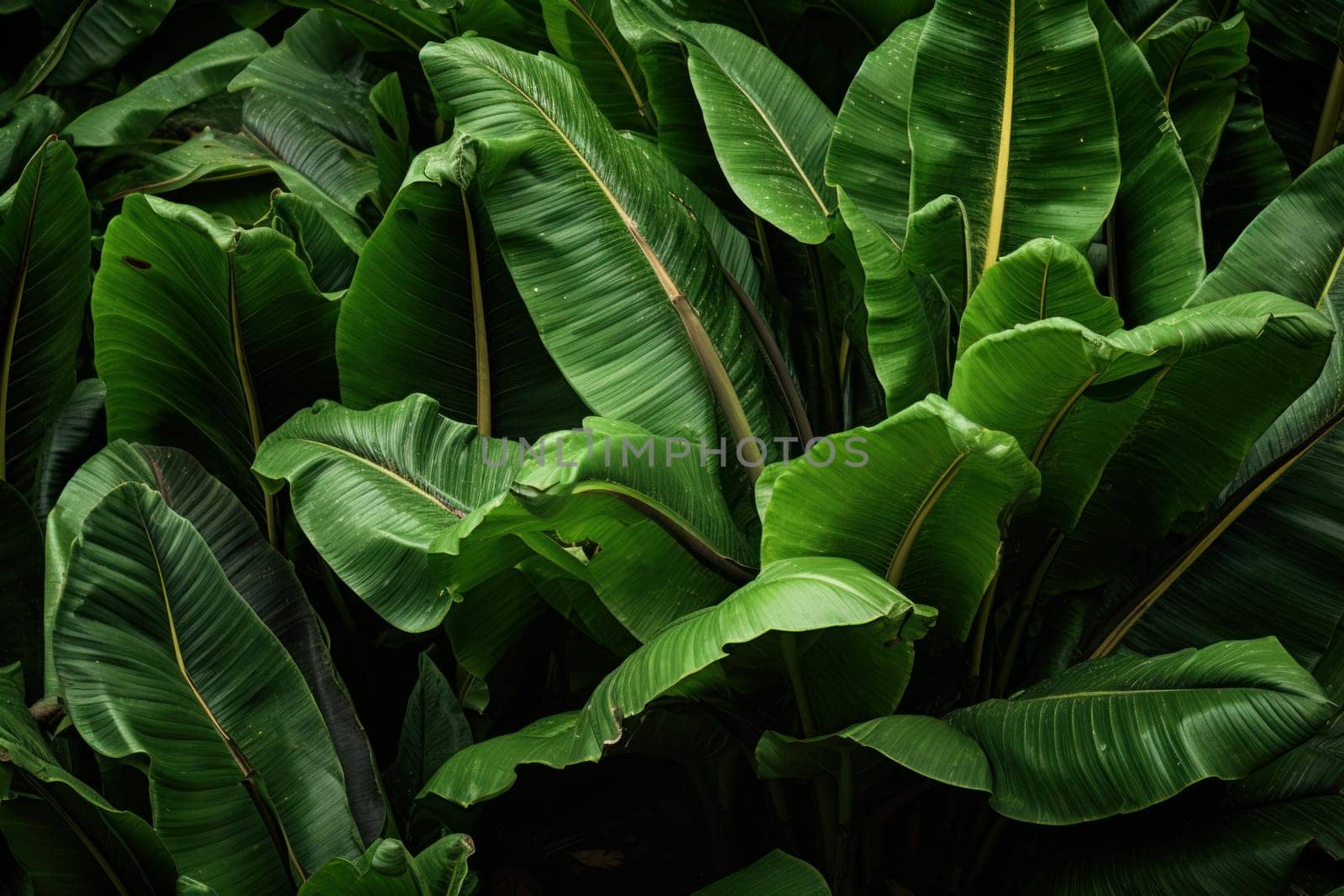 Plantain leaves. Medical nature grass. Generate Ai