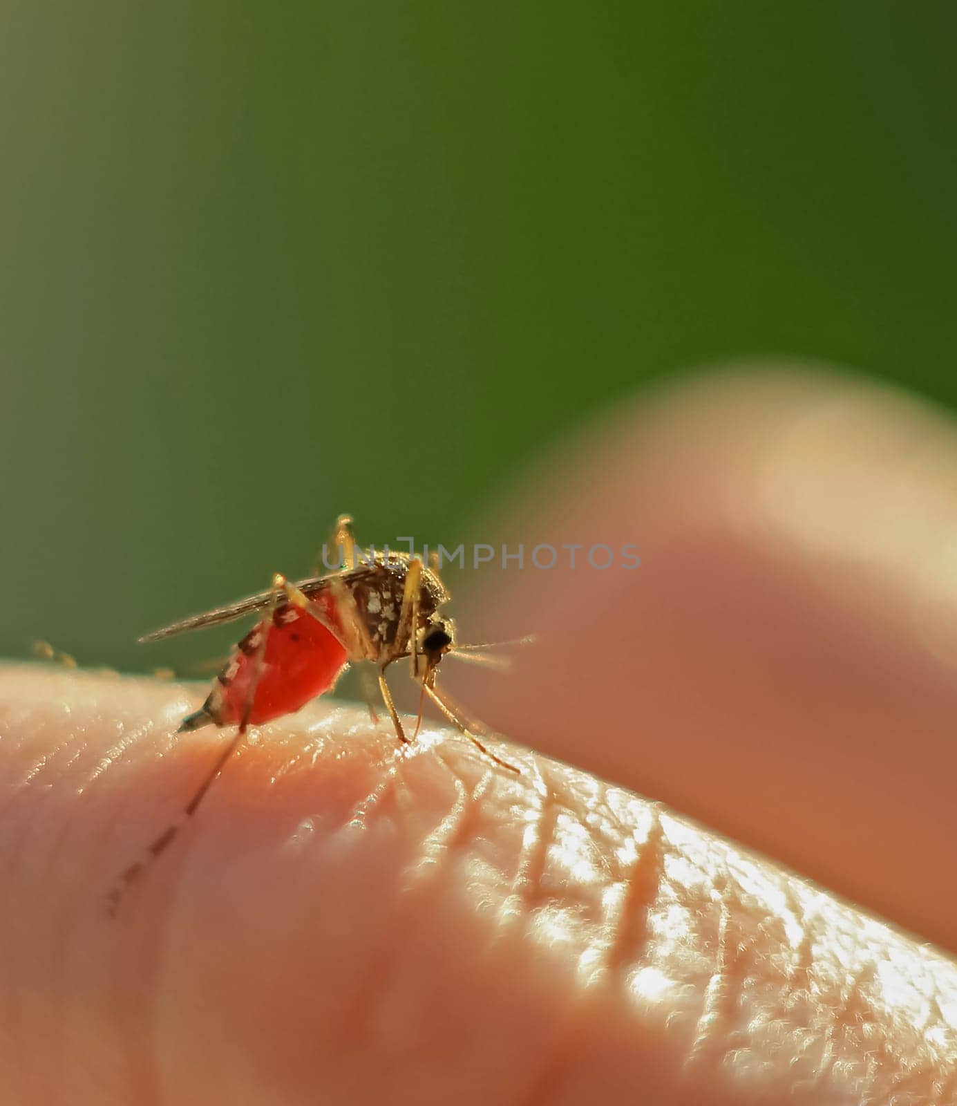 Mosquito sits on human skin and drinks blood. Mosquito drank blood