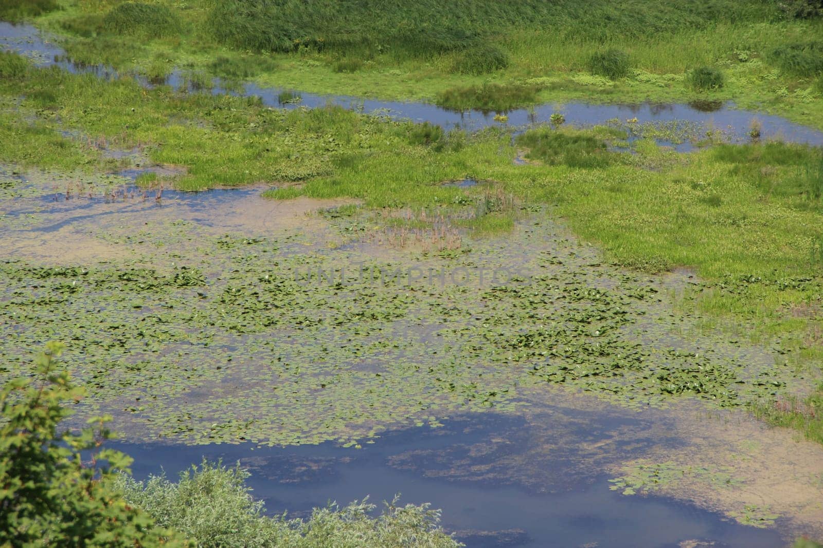 View of a swamp with thickets of lilies. Green swamp. Landscape with river flood