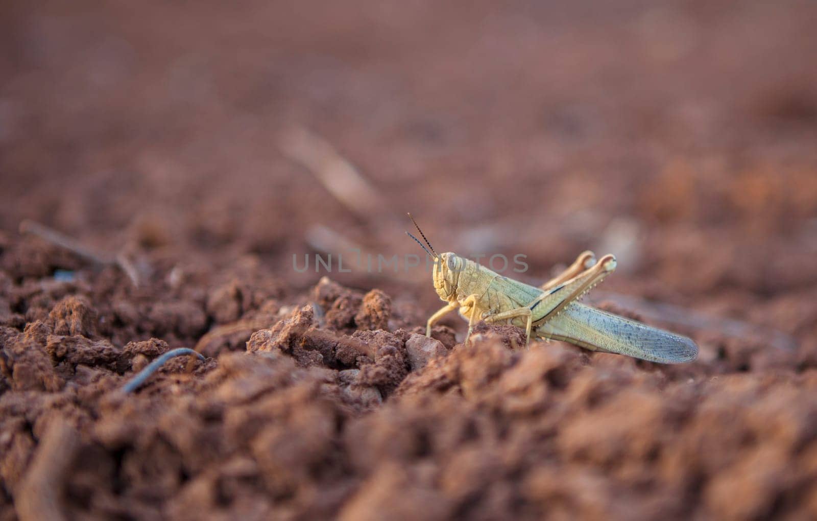 Moroccan locust on red clay soil at harvesting season. Selective focus