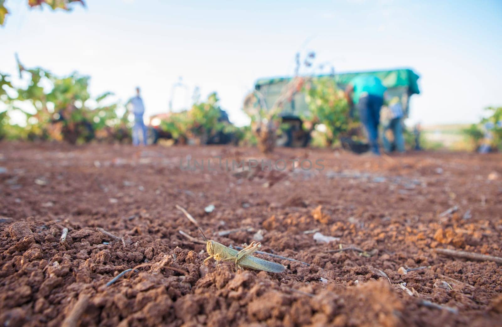 Moroccan locust on red clay oil during harvesting season. Grape pickers at bottom