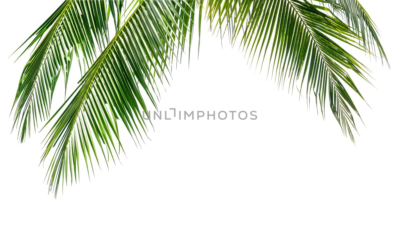 Coconut palm leaves isolated on white background