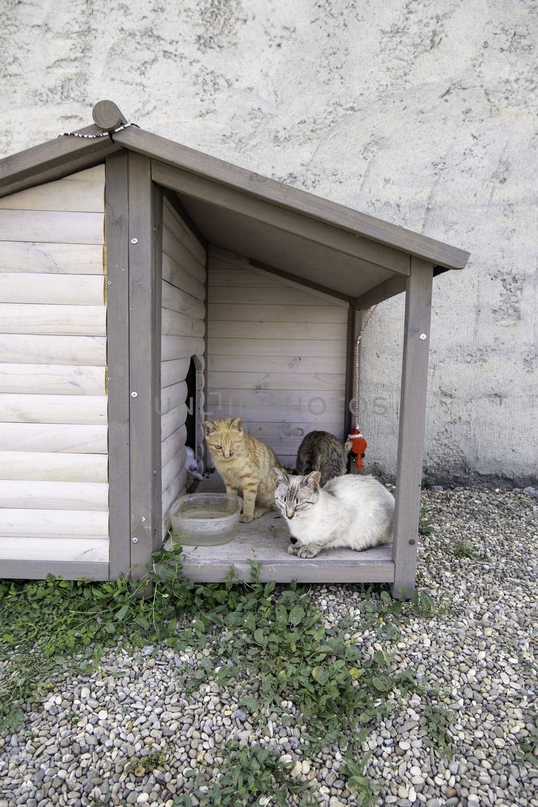 Detail of an abandoned homeless cat, adoption and animal protection