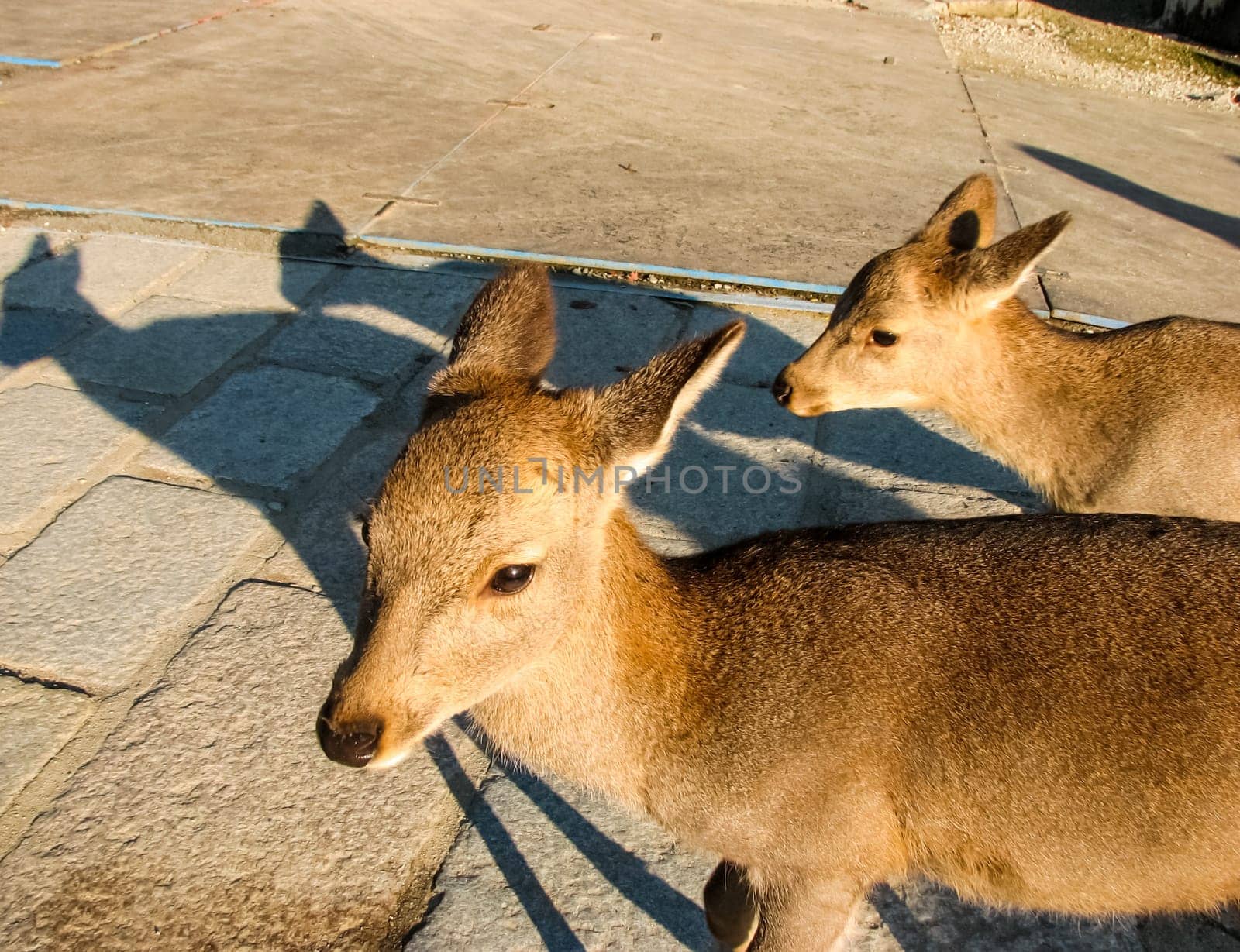 The deer park in the town of Nara, Japan. Deer in the streets.