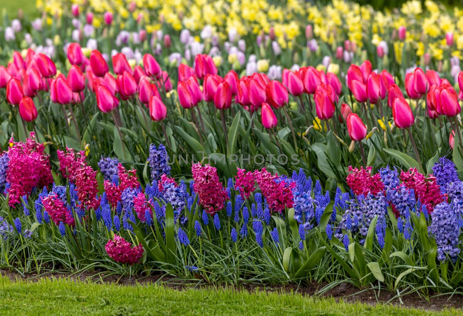 colorful tulips and hyacinths blooming in a garden