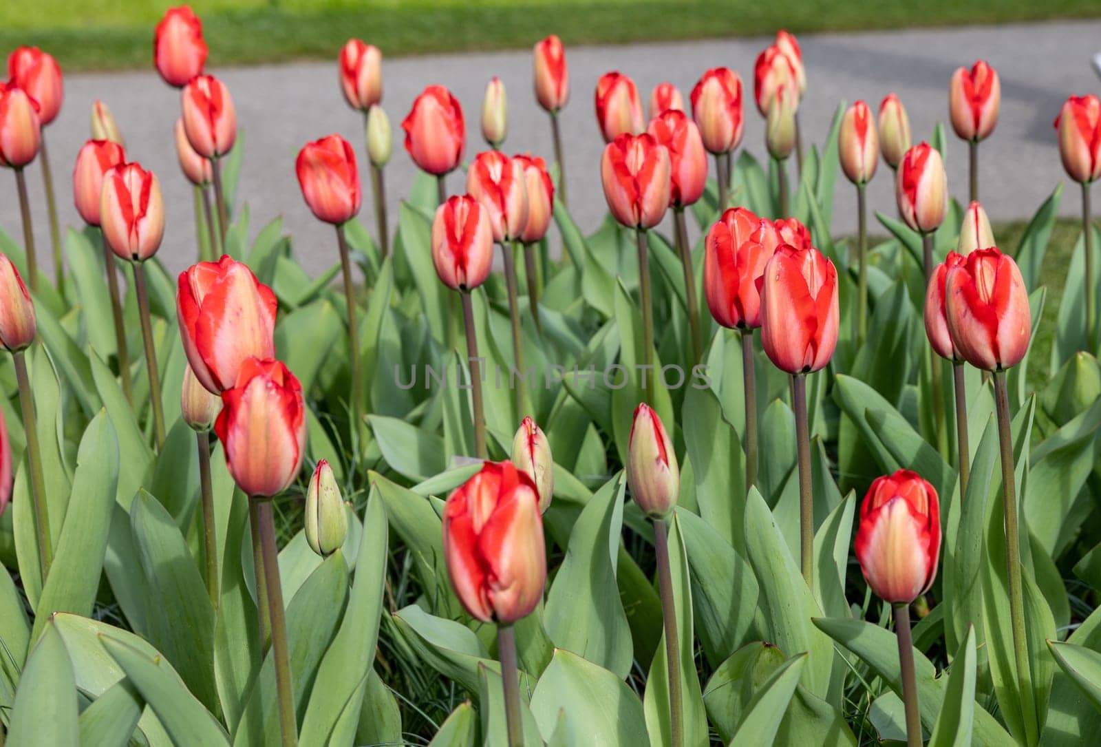 red tulips blooming in a garden
