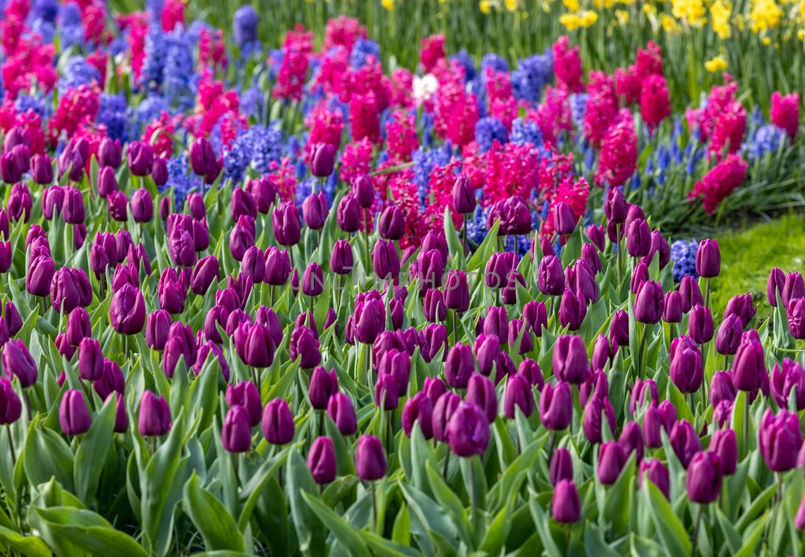 colorful tulips and hyacinths blooming in a garden