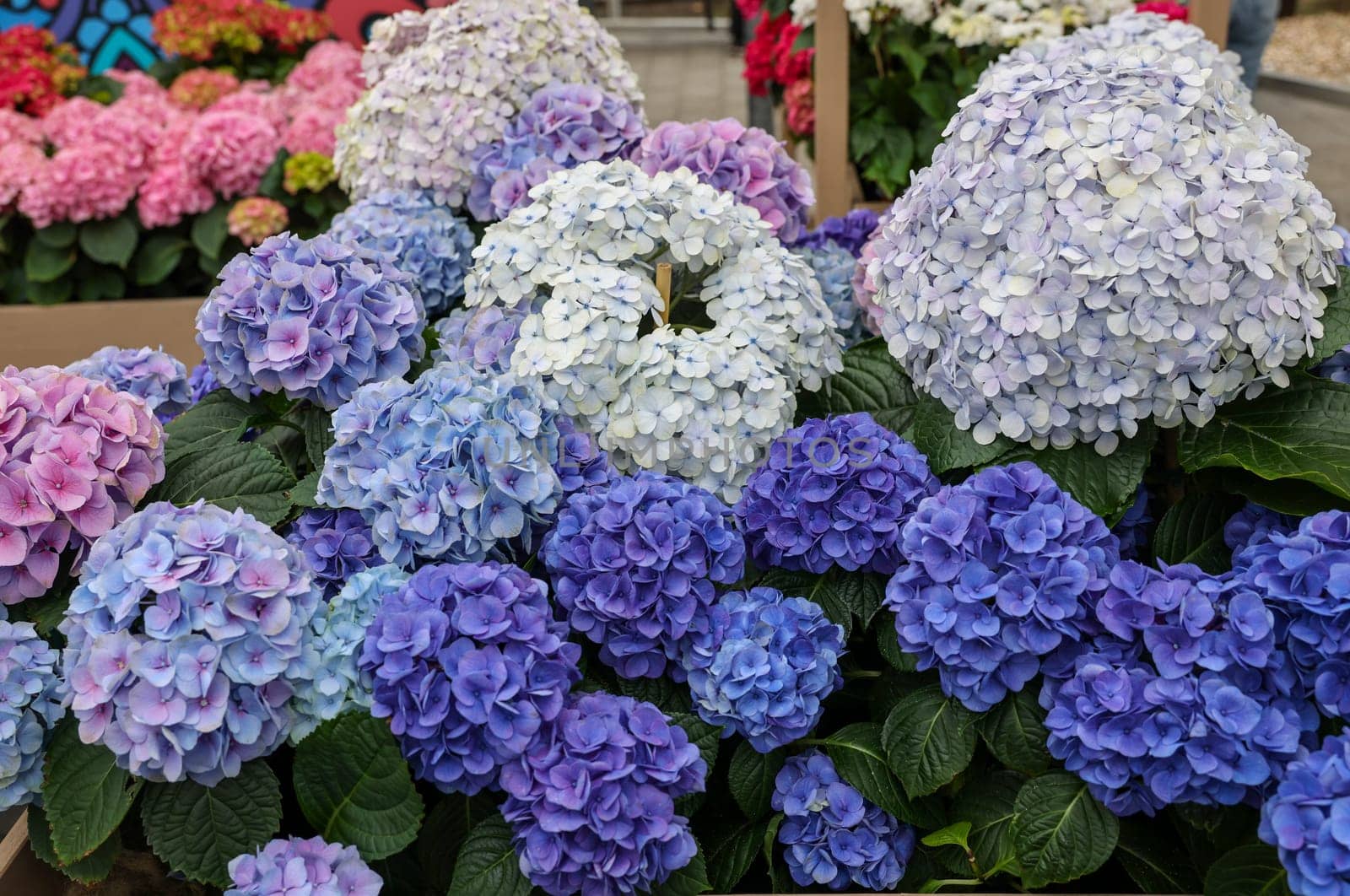 closeup of a beautiful white and blue hydrangea in garden